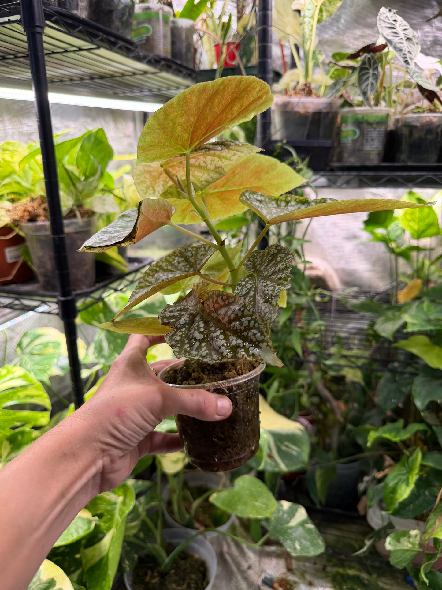 Pink Angel wing Begonia maculata