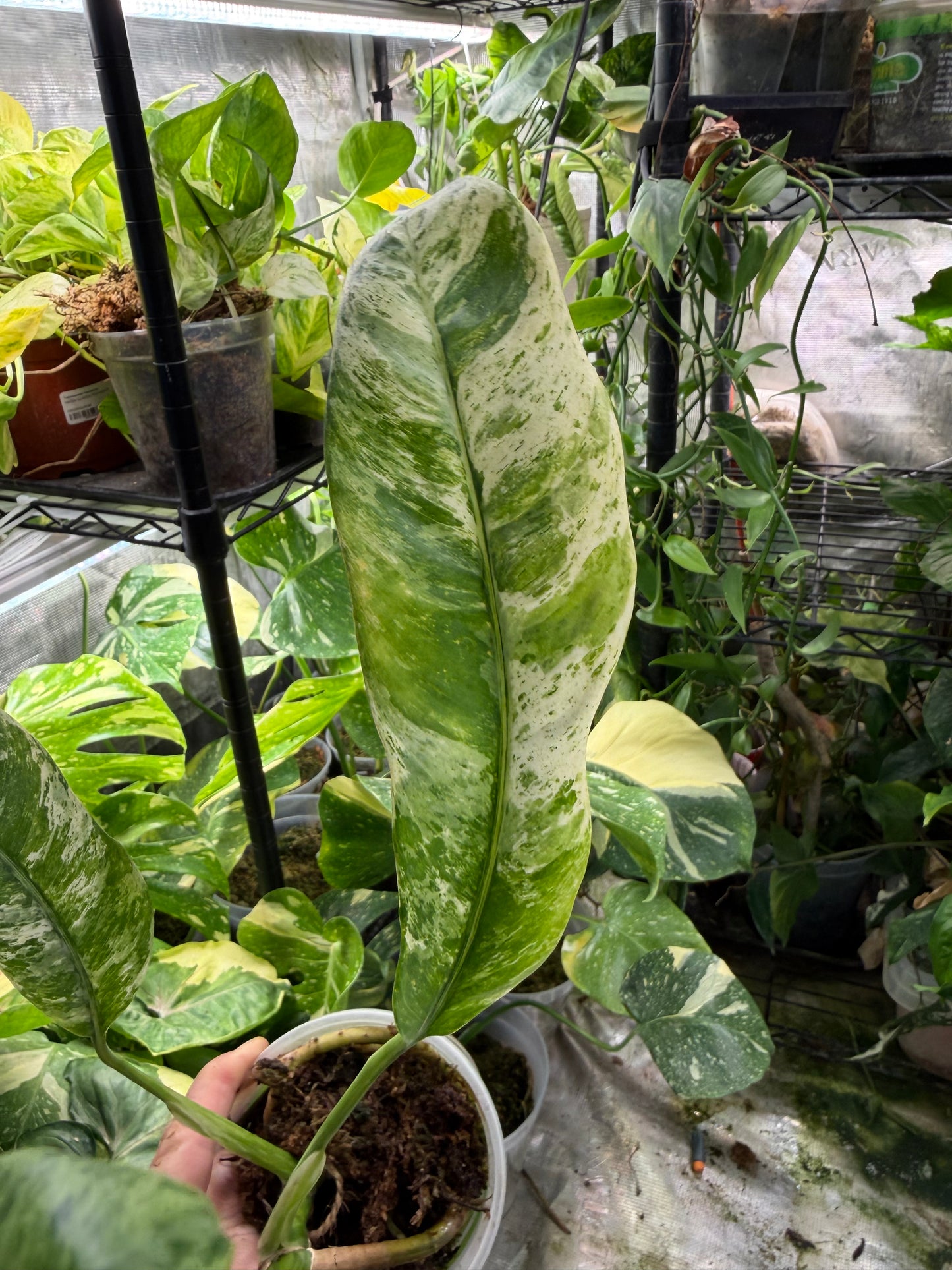 *EXACT PLANT* Epipremnum Giganteum Blizzard Marbled