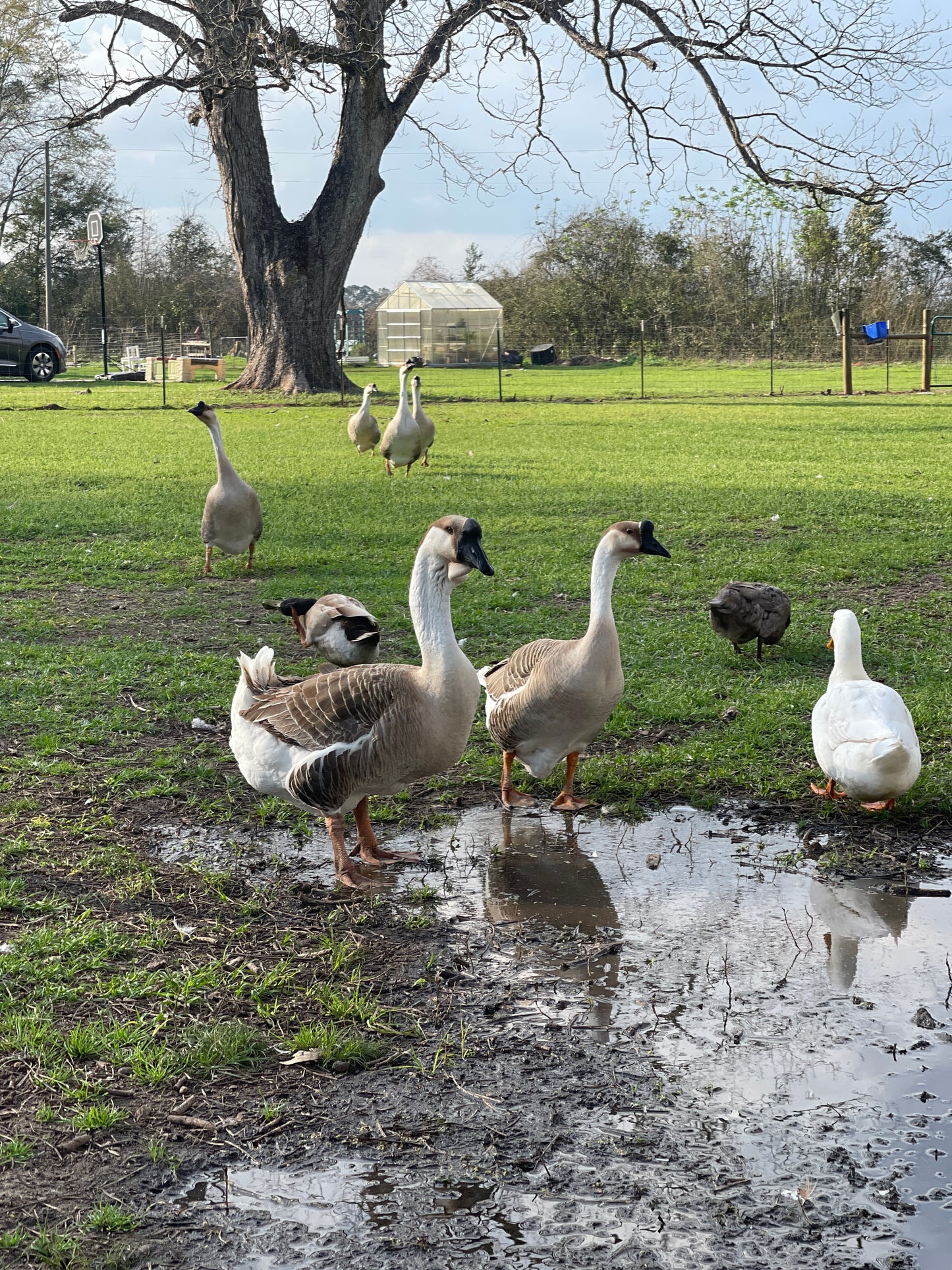 NOW AVAILABLE African Goose Hatching Eggs NPIP AI Breeder Quality
