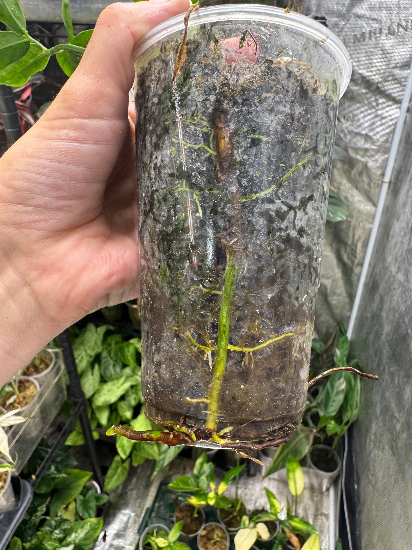 Philodendron Goeldii Mint (now known as Thaumatophyllum spruceanum ‘Mint’)