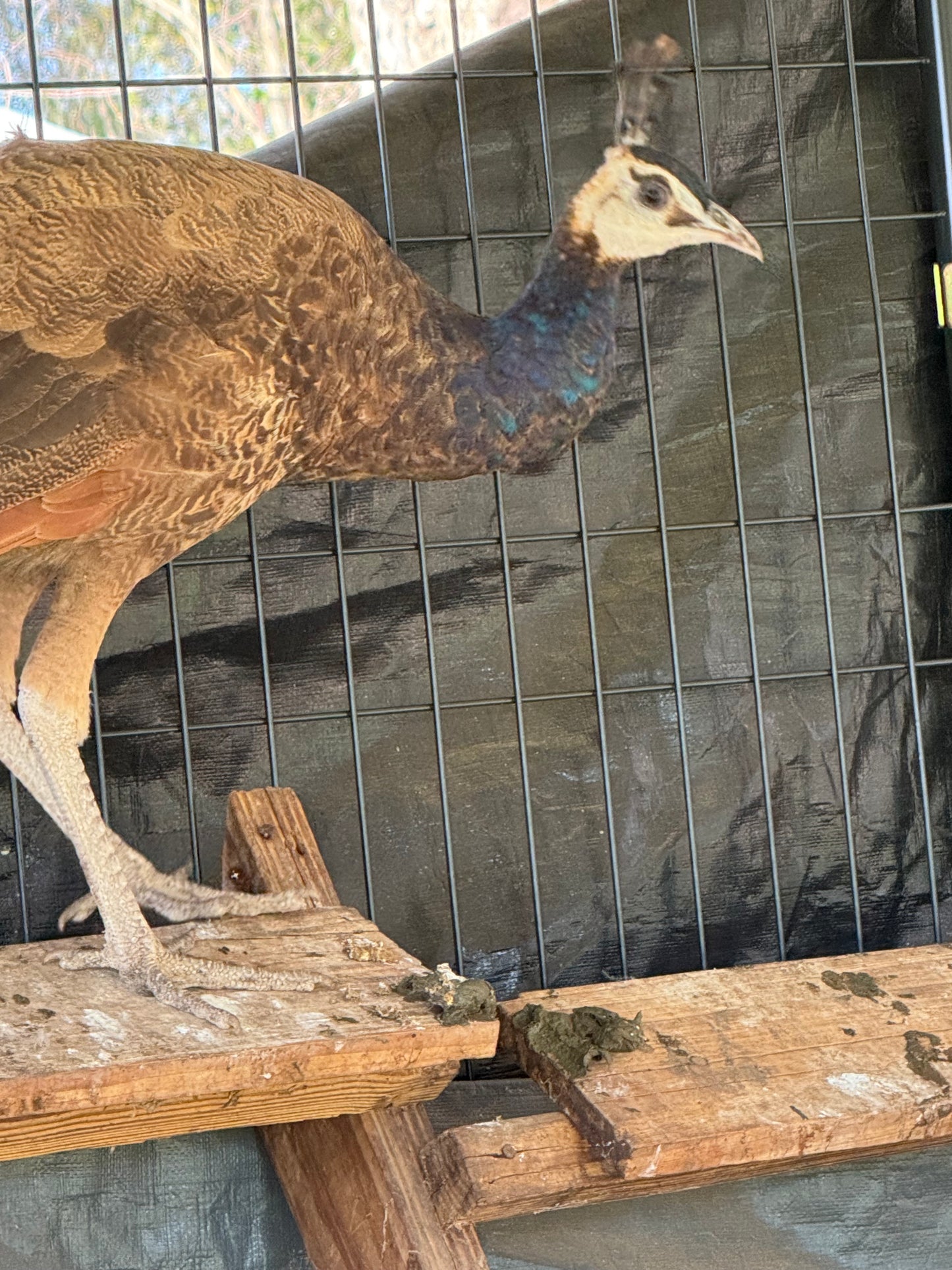 **PREORDER** PURPLE Peafowl Hatching Eggs