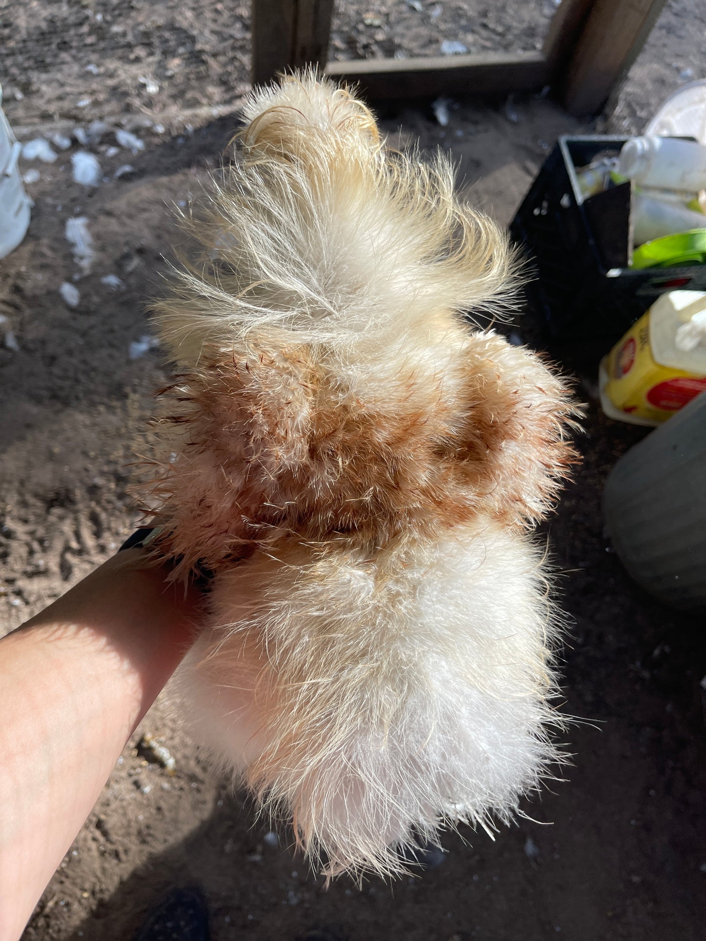 Gold Project Silkie Hatching Eggs Satin/Frizzle NPIP & AI
