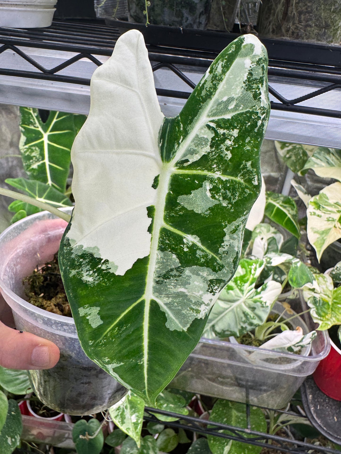 *EXACT PLANT* Variegated Frydek Alocasia