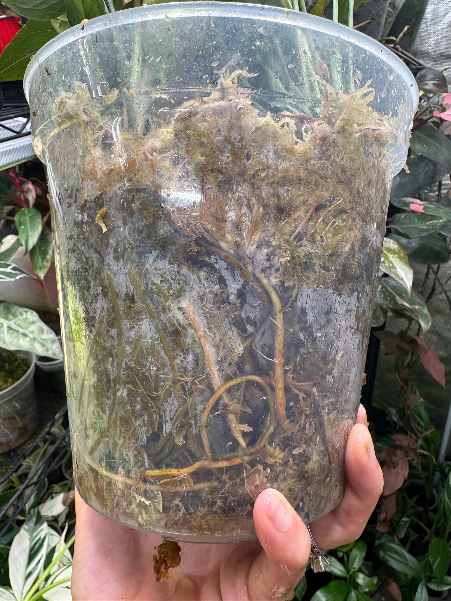 *EXACT PLANT* Syngonium Pink Perfection