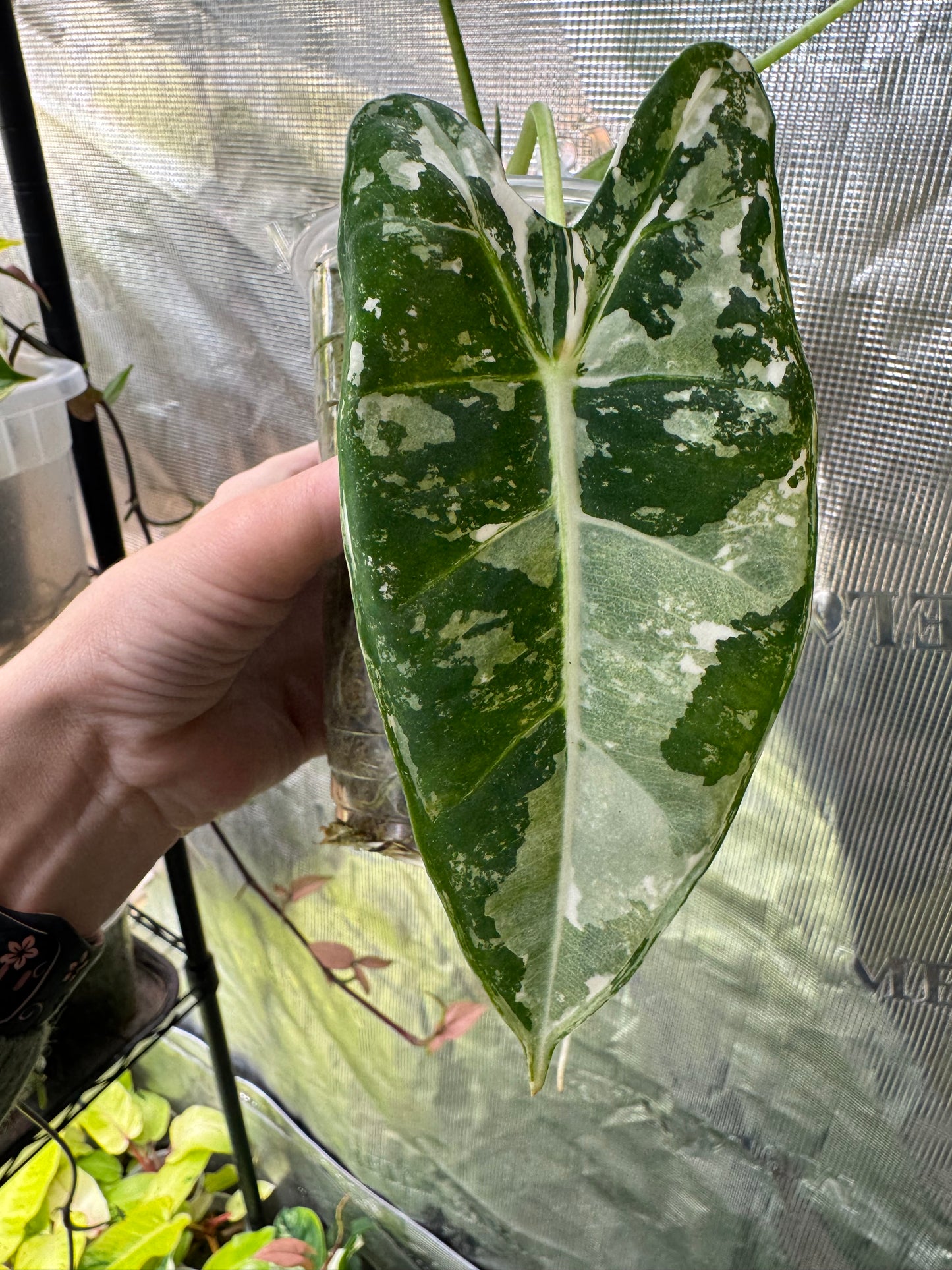 *Growers Choice* Variegated Frydek Alocasia