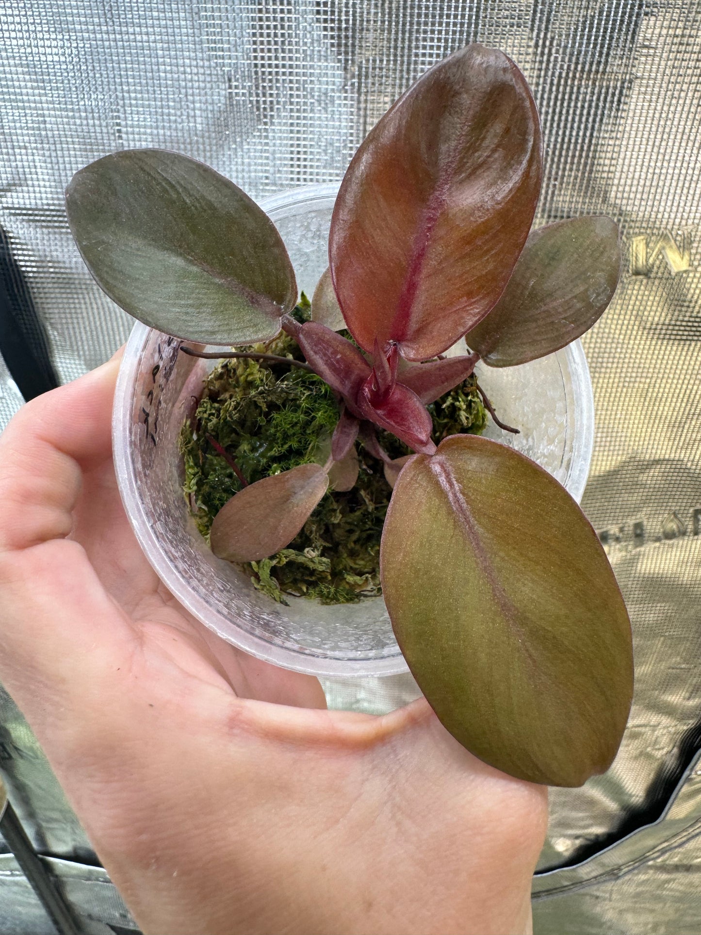Black Cardinal Philodendron