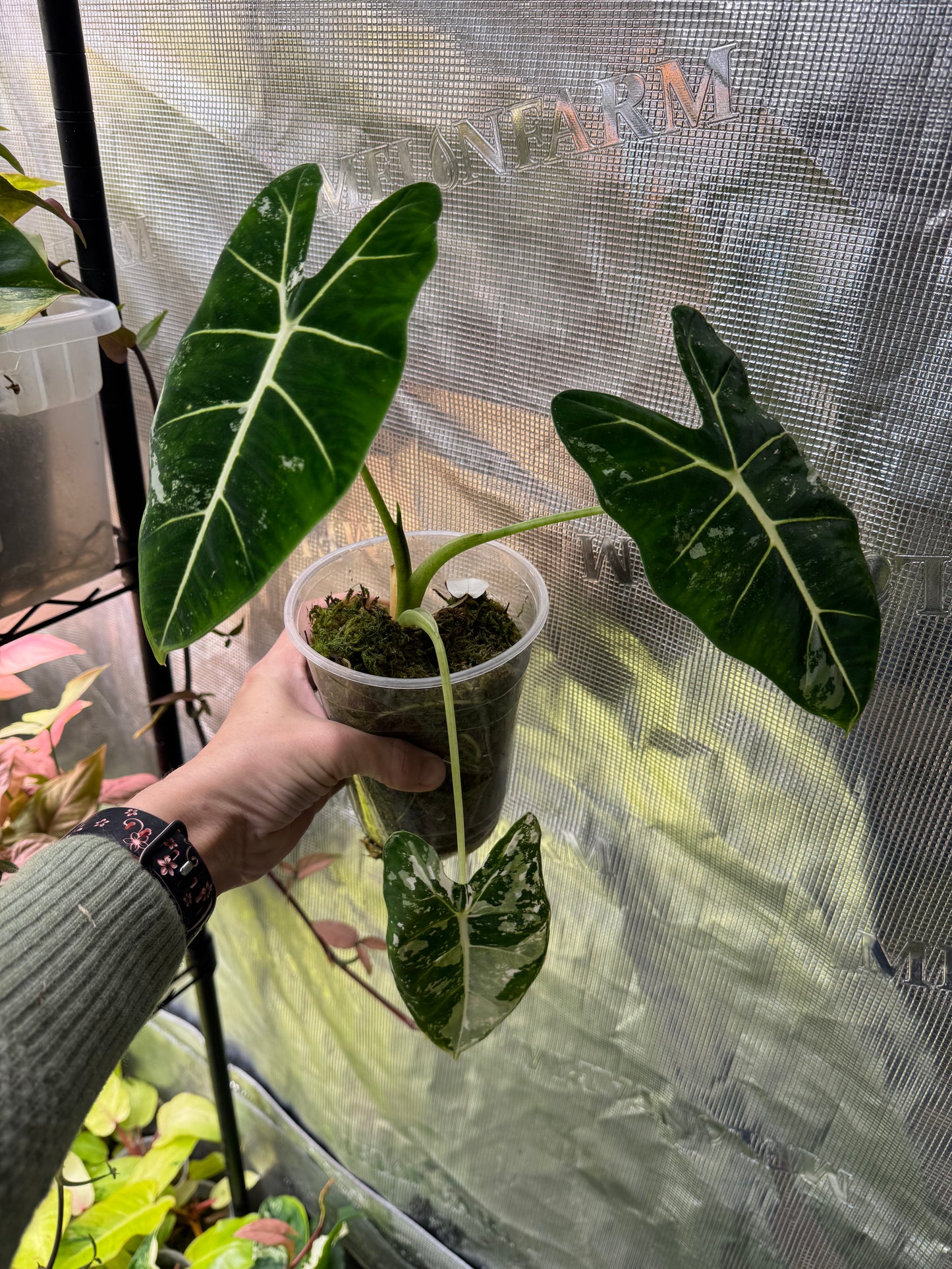 *Growers Choice* Variegated Frydek Alocasia
