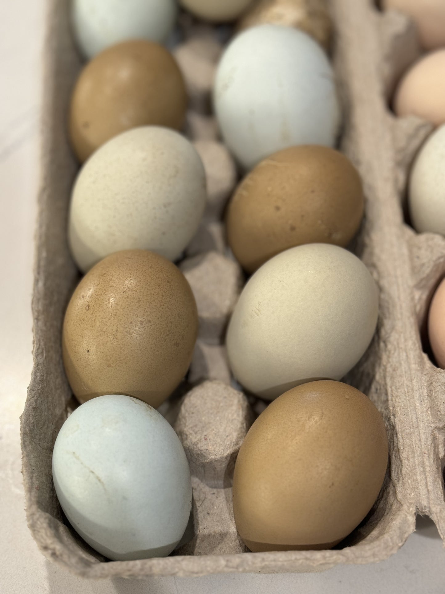 Olive Egger/Easter Egger Rare Breeds Mixed Chicken Hatching eggs NPIP AI