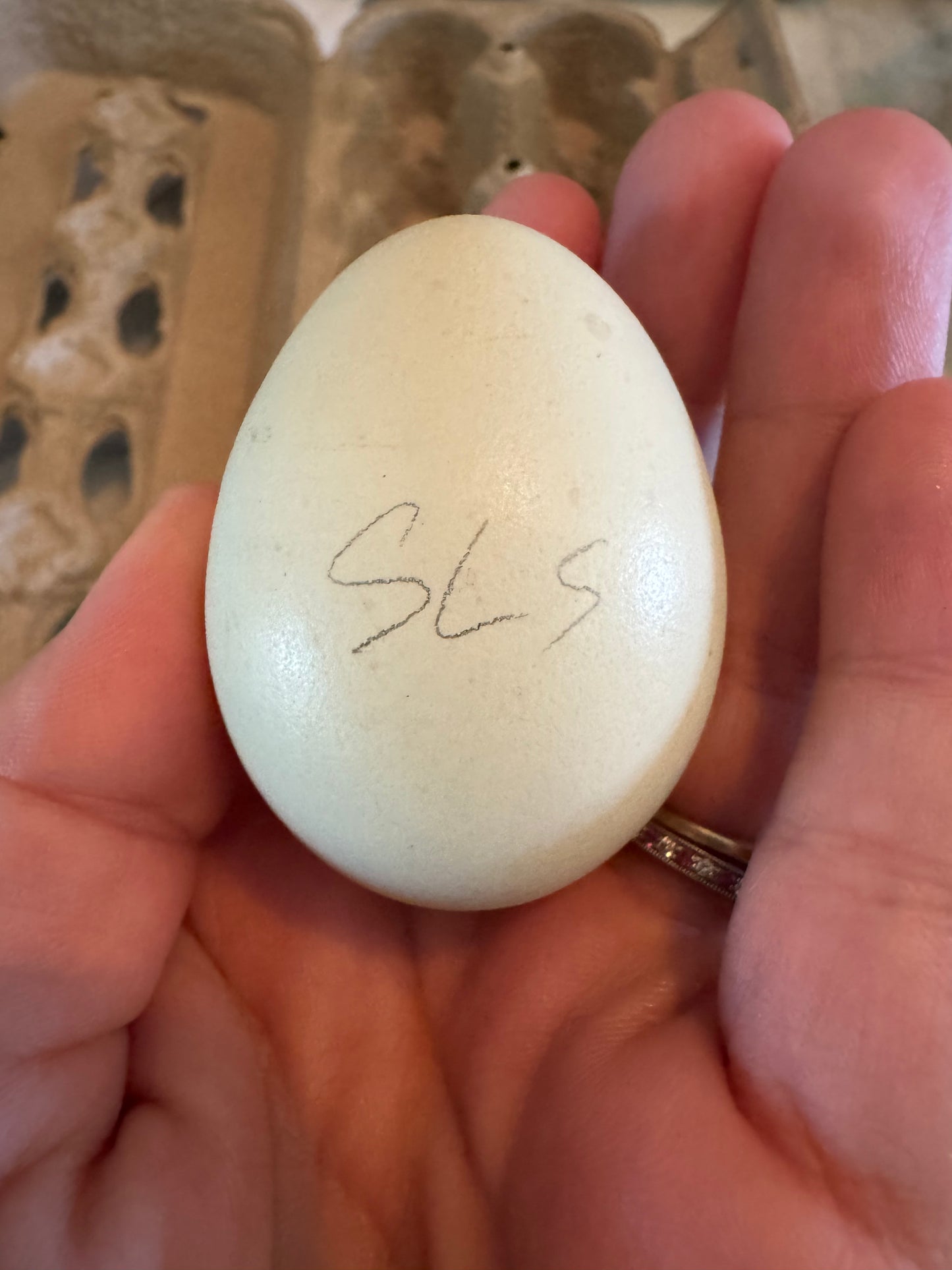 Siver pencil laced Silkie/Satin/Frizzle NPIP & AI