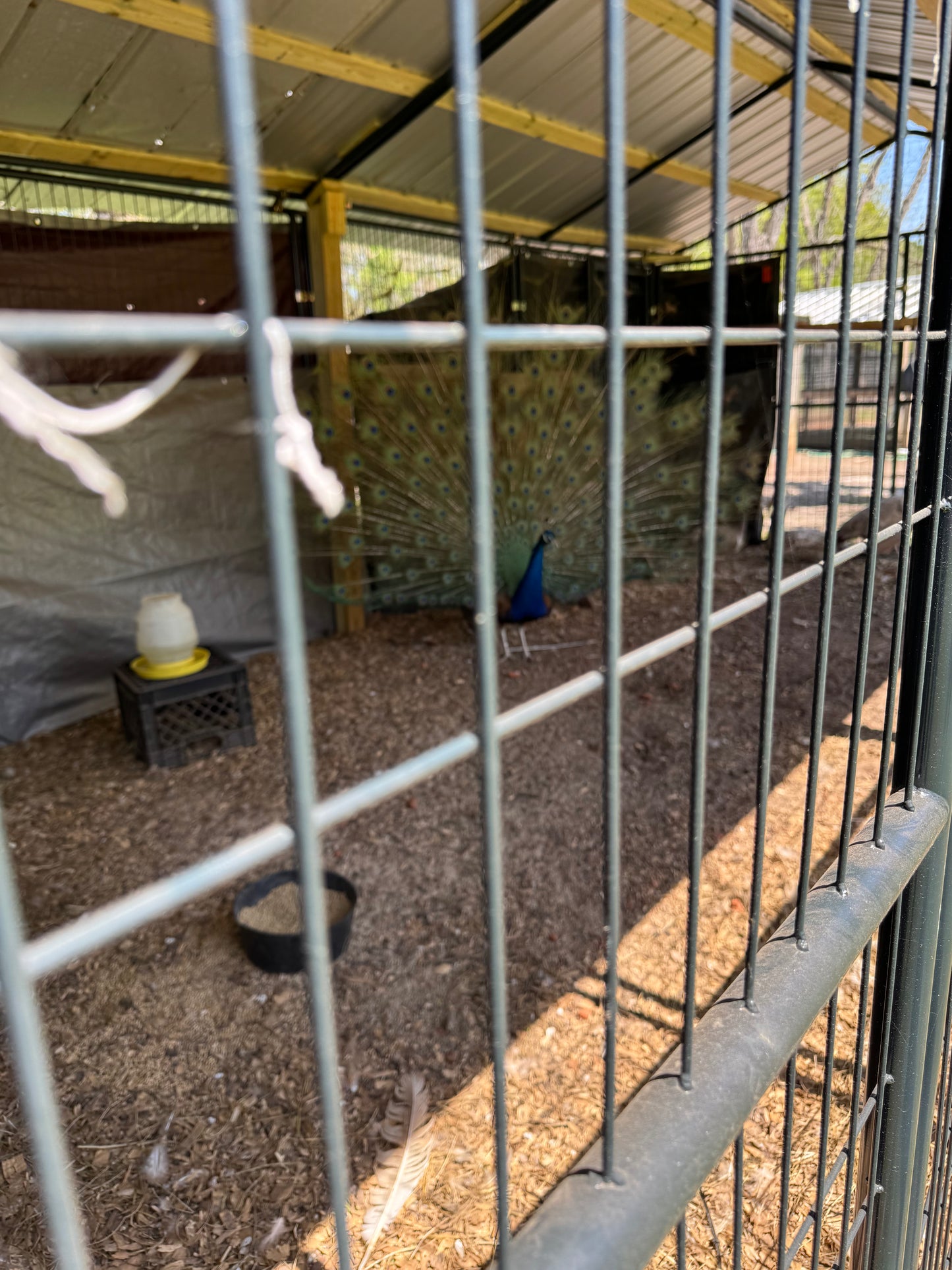 **PREORDER** PURPLE Peafowl Hatching Eggs