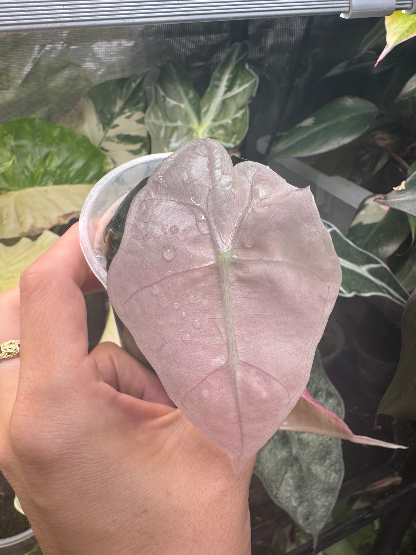 Variegated Pink Mint Amazonica “Polly” Alocasia *EXACT PLANT* corming size
