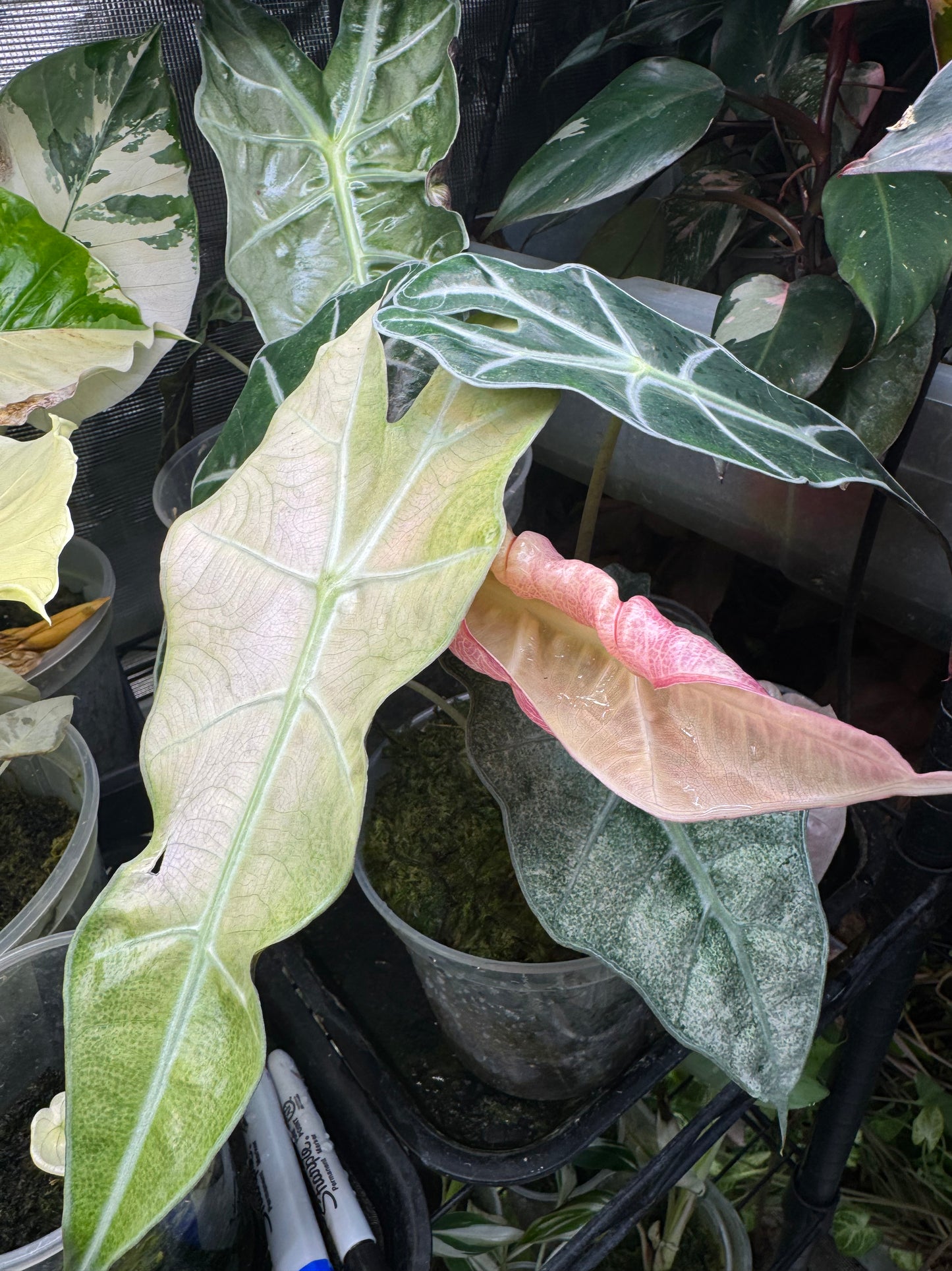 Variegated Pink Mint Amazonica “Polly” Alocasia *EXACT PLANT* corming size
