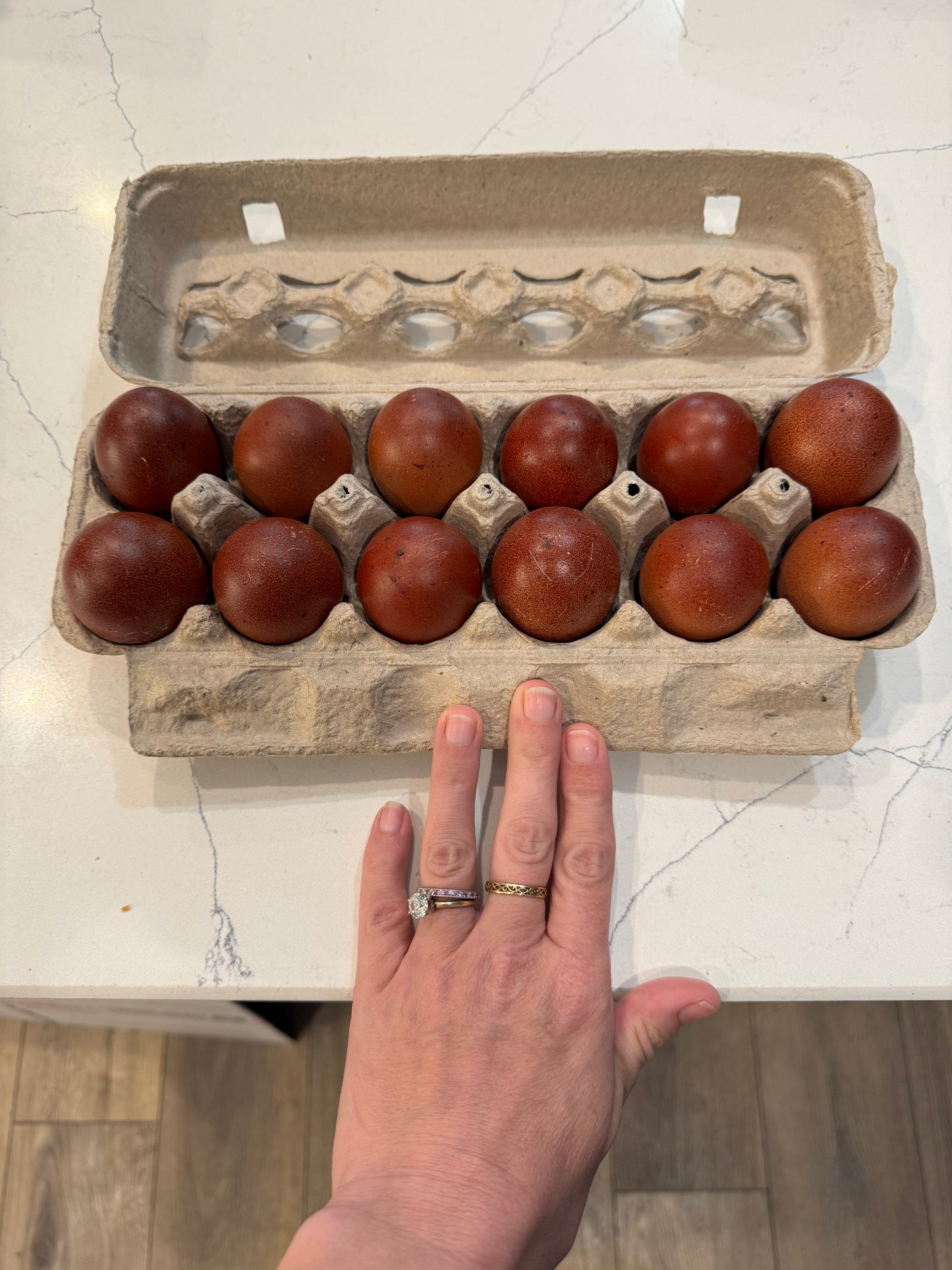 Blue/Black/Splash Copper Maran Chicken Hatching eggs NPIP AI