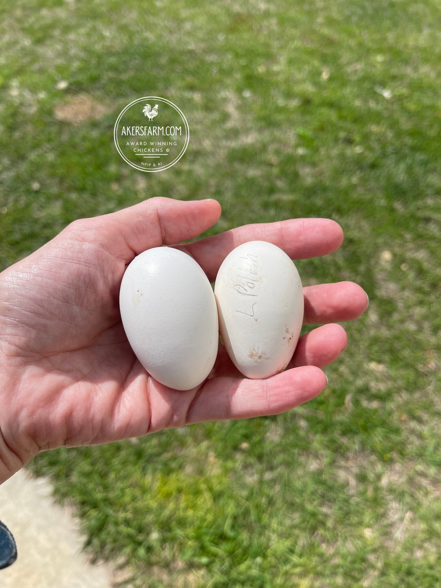 Blue Black Splash Bantam Polish Hatching Eggs