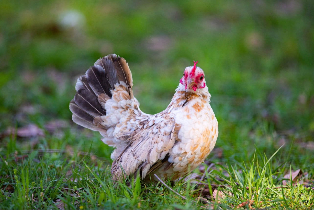 American Seramas Micro Hatching Eggs Hens Choice (includes 25% chance of Frizzle)