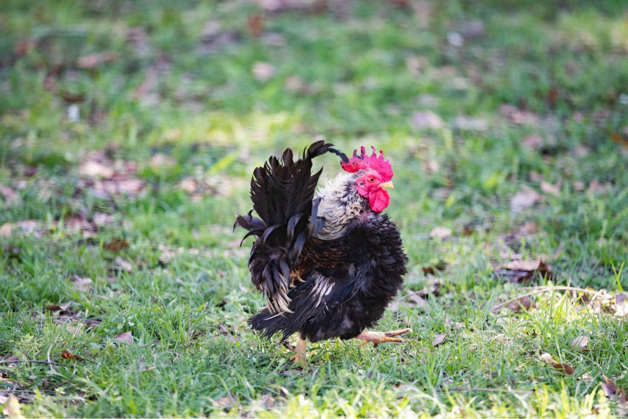 American Seramas Micro Hatching Eggs Hens Choice (includes 25% chance of Frizzle)