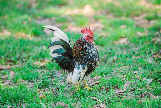 Malaysian Serama Micro A & B Hatching Eggs Hens Choice (includes 25% chance of Frizzle)