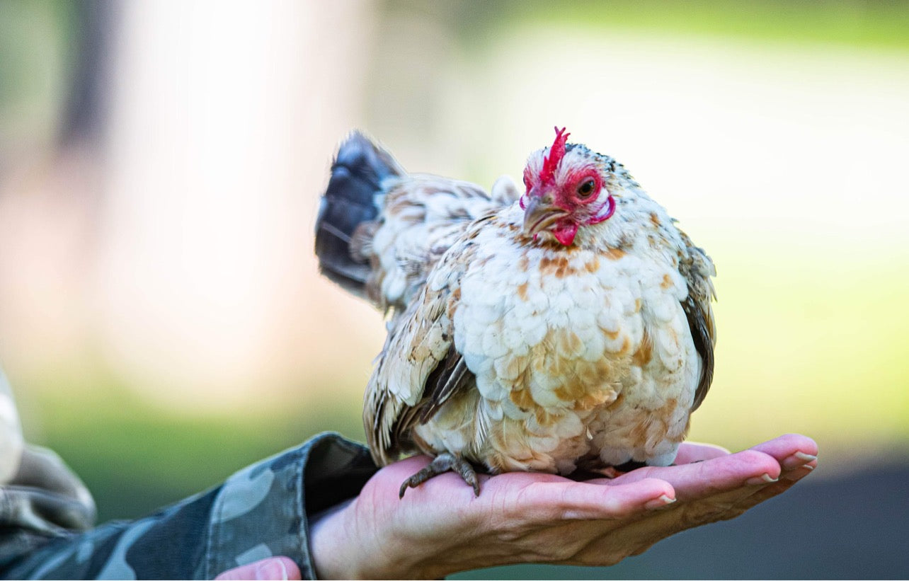 American Seramas Micro Hatching Eggs Hens Choice (includes 25% chance of Frizzle)