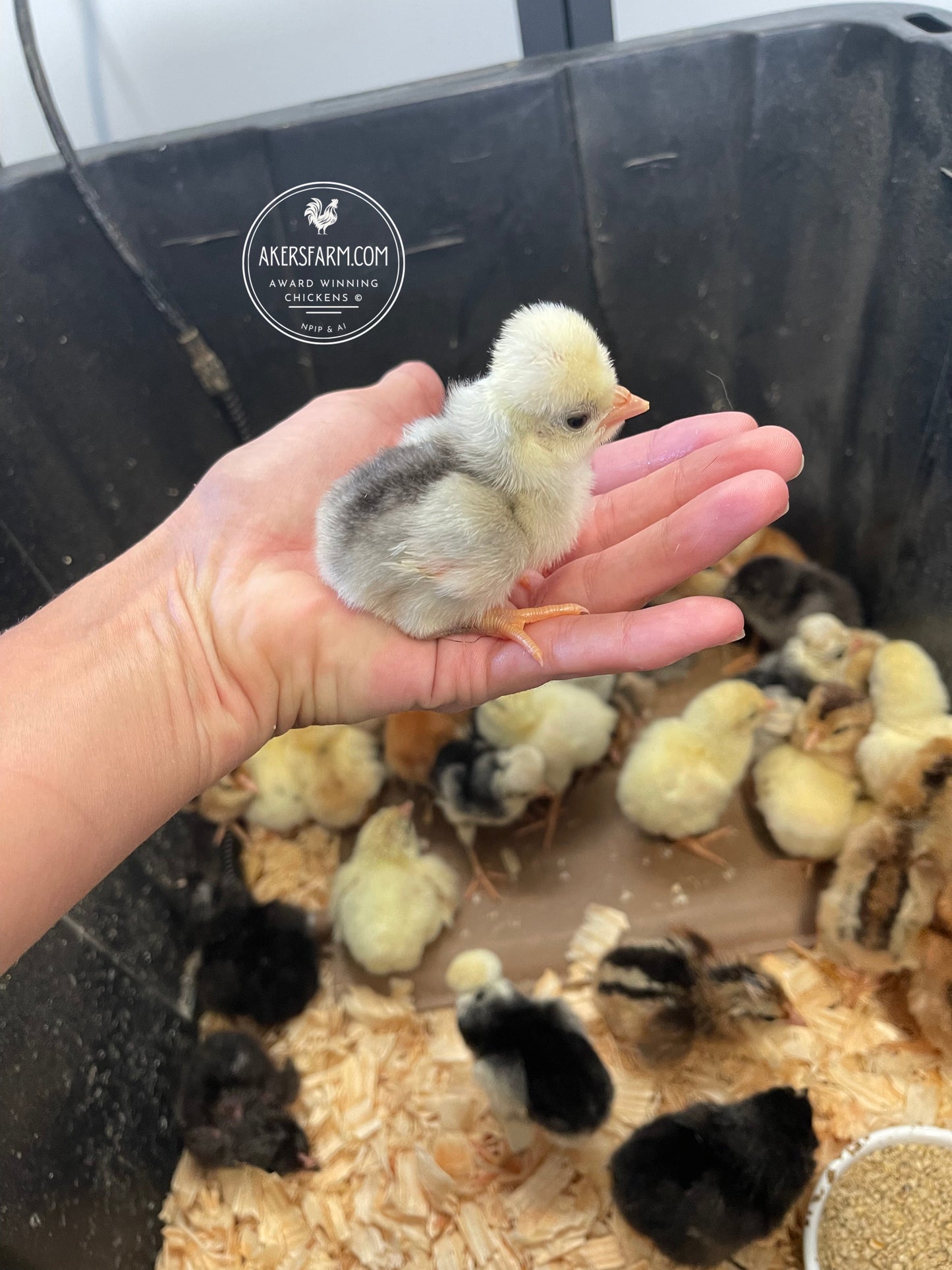 Blue Black Splash Bantam Polish Hatching Eggs
