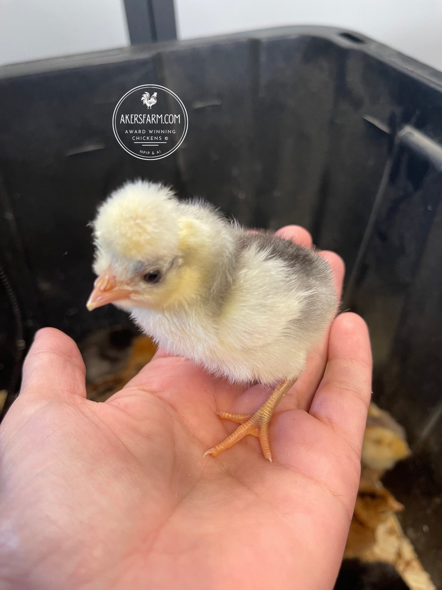 Blue Black Splash Bantam Polish Hatching Eggs