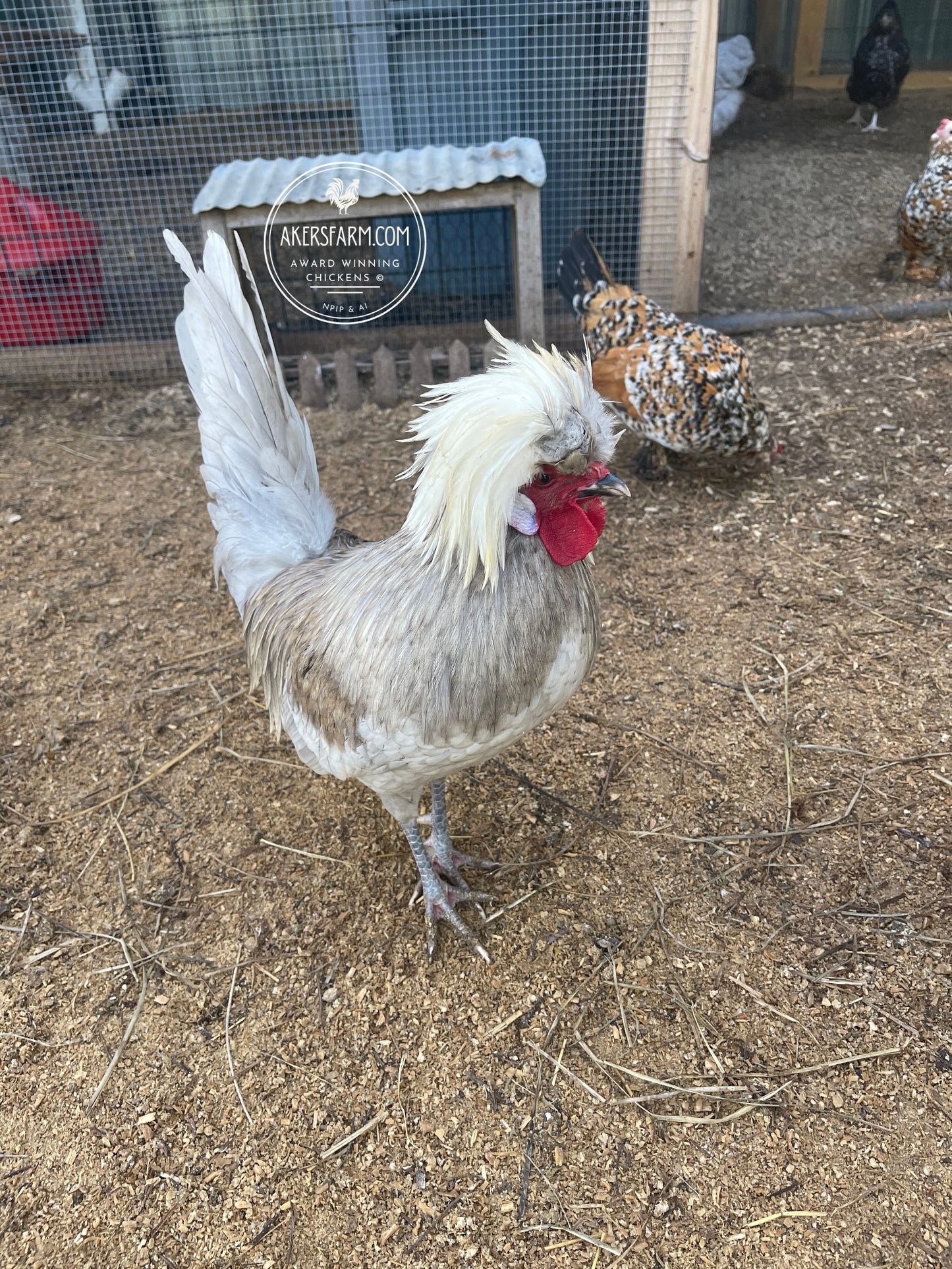 Blue Black Splash Bantam Polish Hatching Eggs
