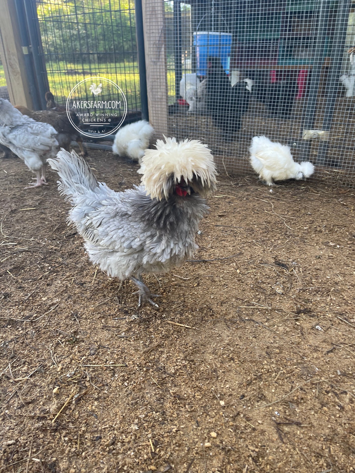 Blue Black Splash Bantam Polish Hatching Eggs