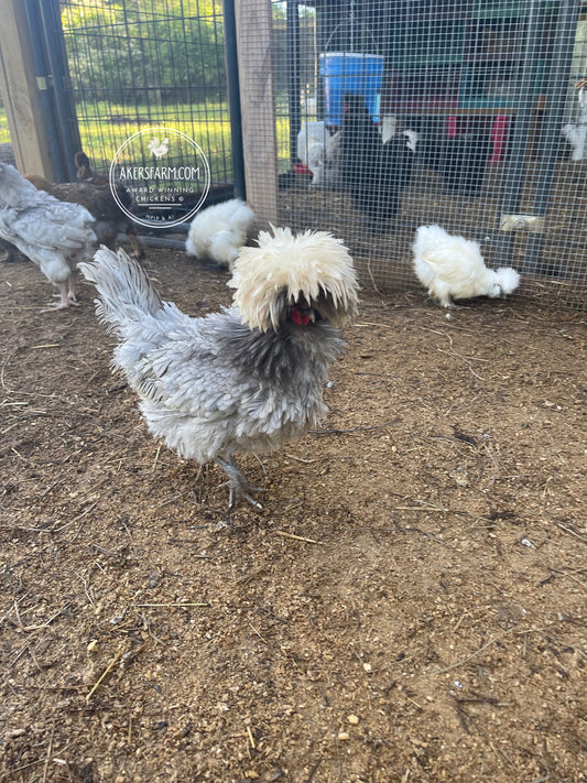 Blue Black Splash Bantam Polish Hatching Eggs