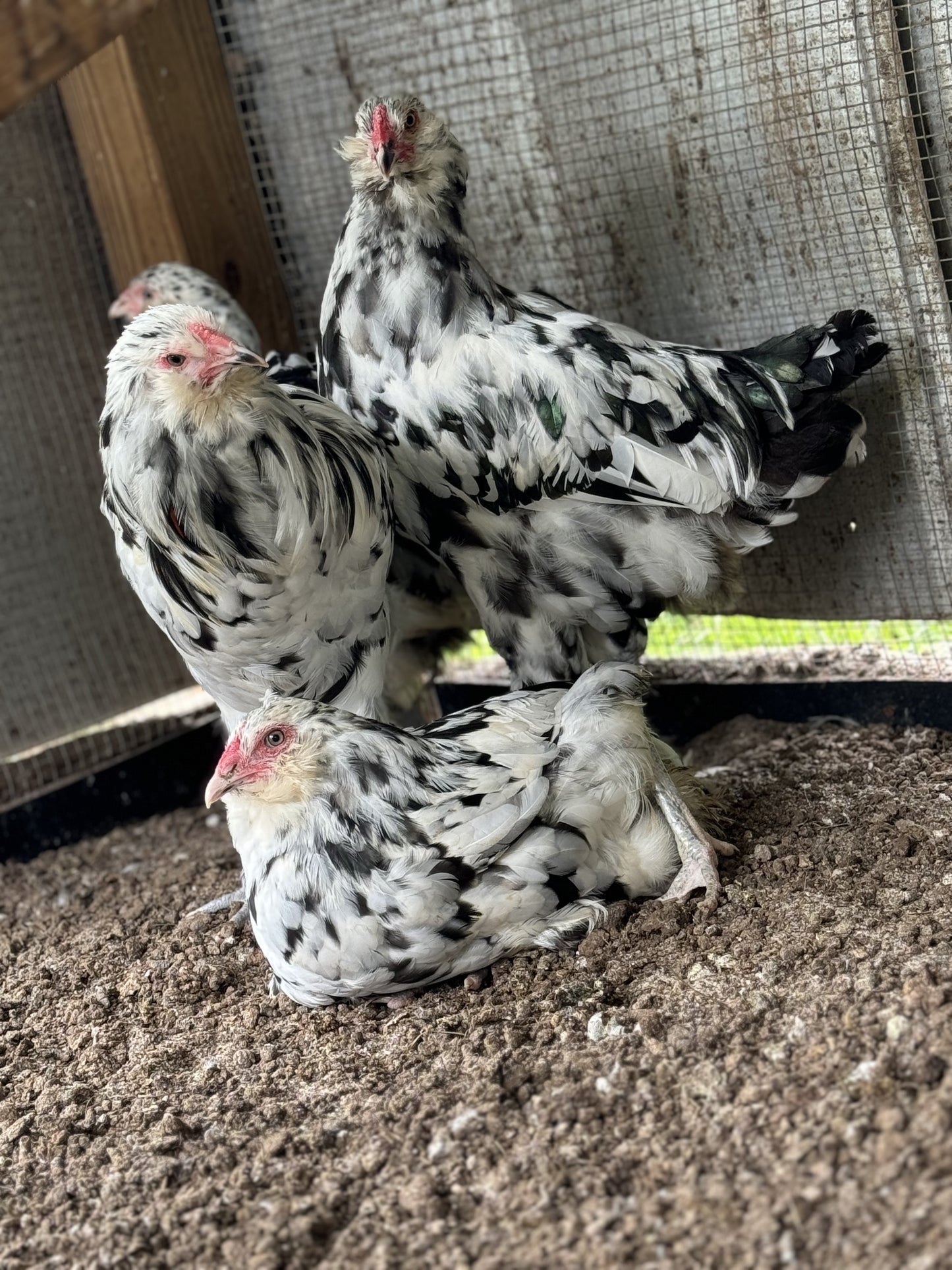 Ermine Ameraucana Hatching Eggs