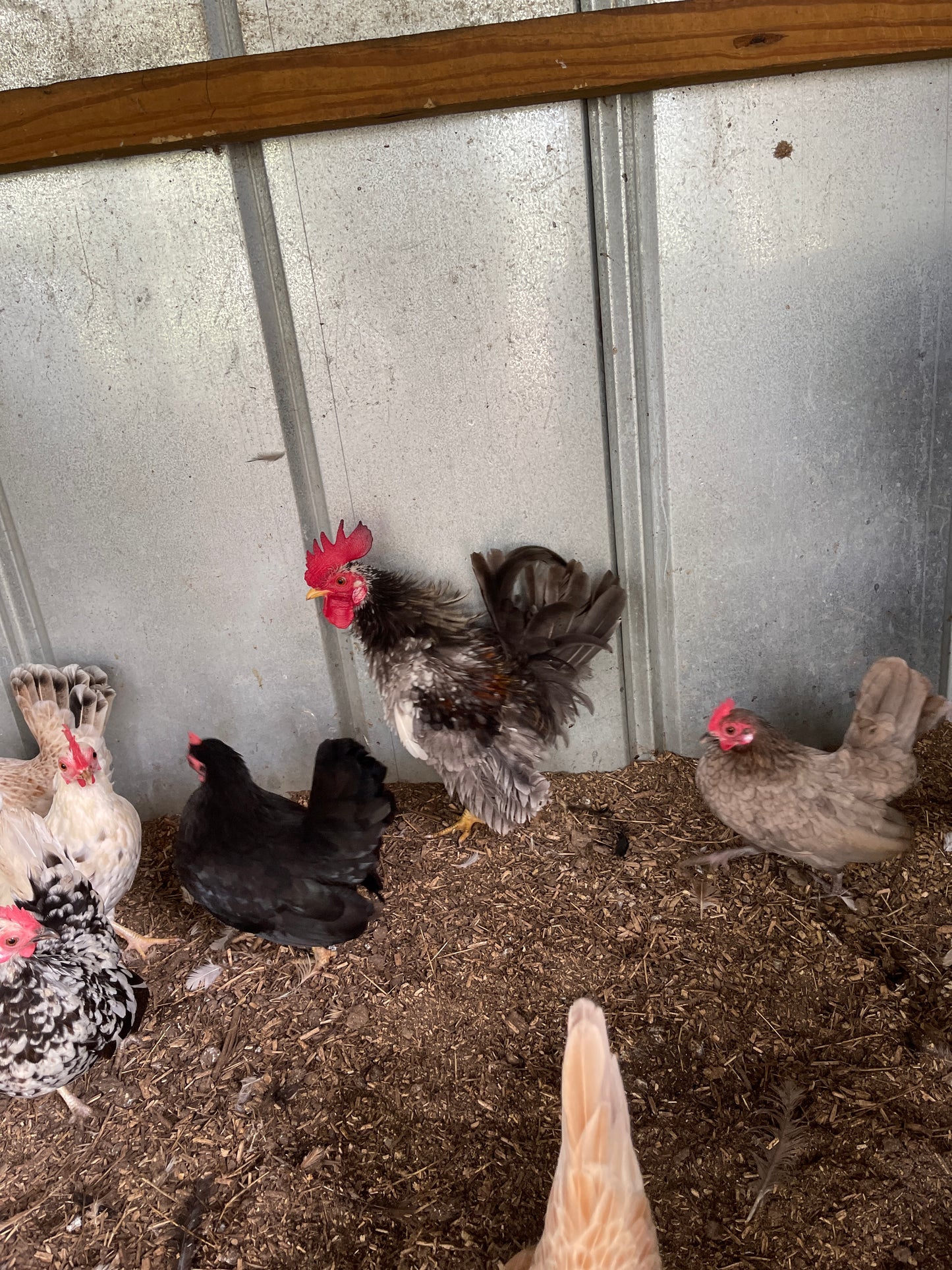 American Seramas Micro Hatching Eggs Hens Choice (includes 25% chance of Frizzle)