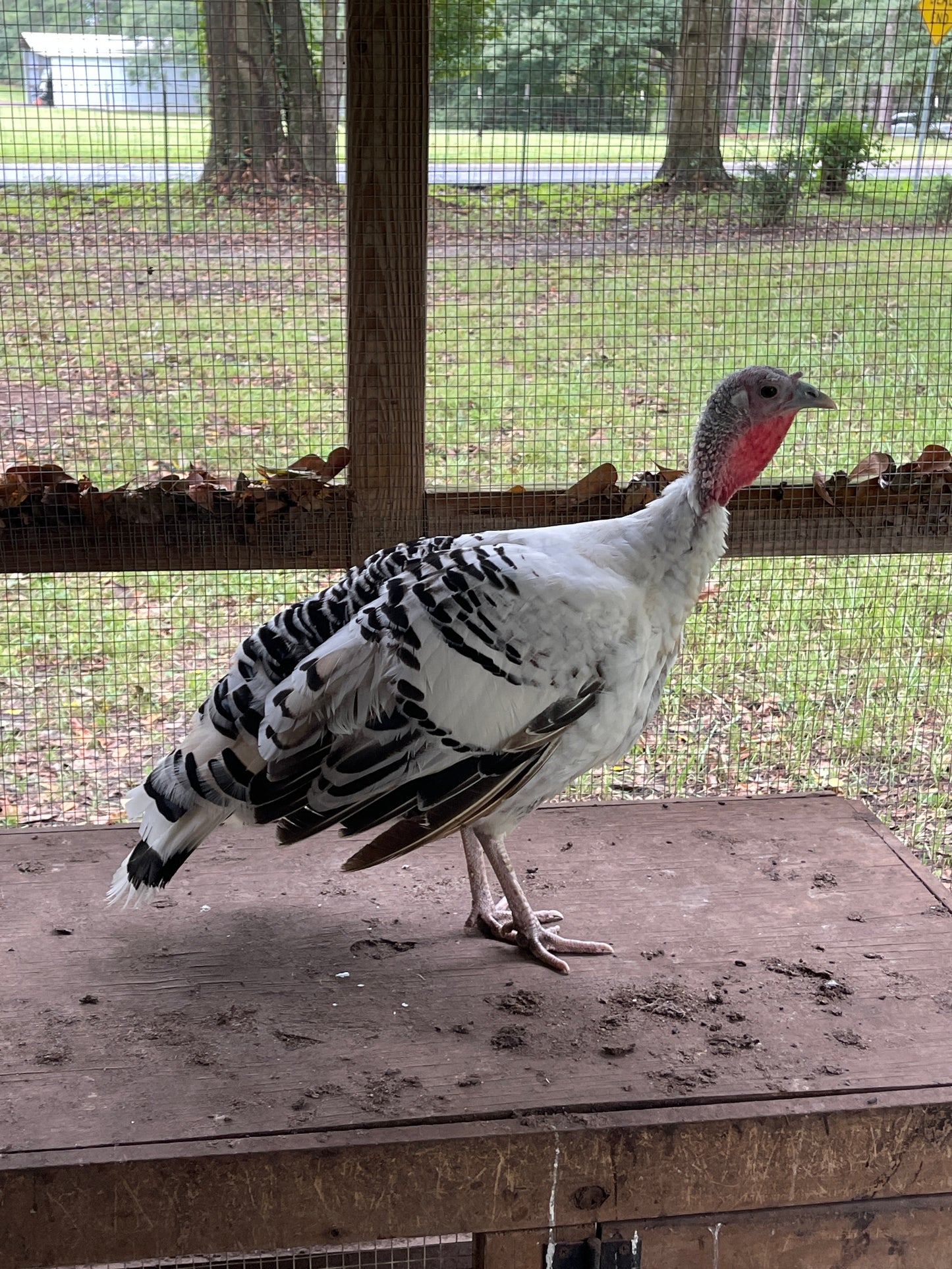 PREORDER AVAILABLE NOW Royal Palm Heritage Turkey Hatching Eggs (with chance of recessive slate) NPIP AI