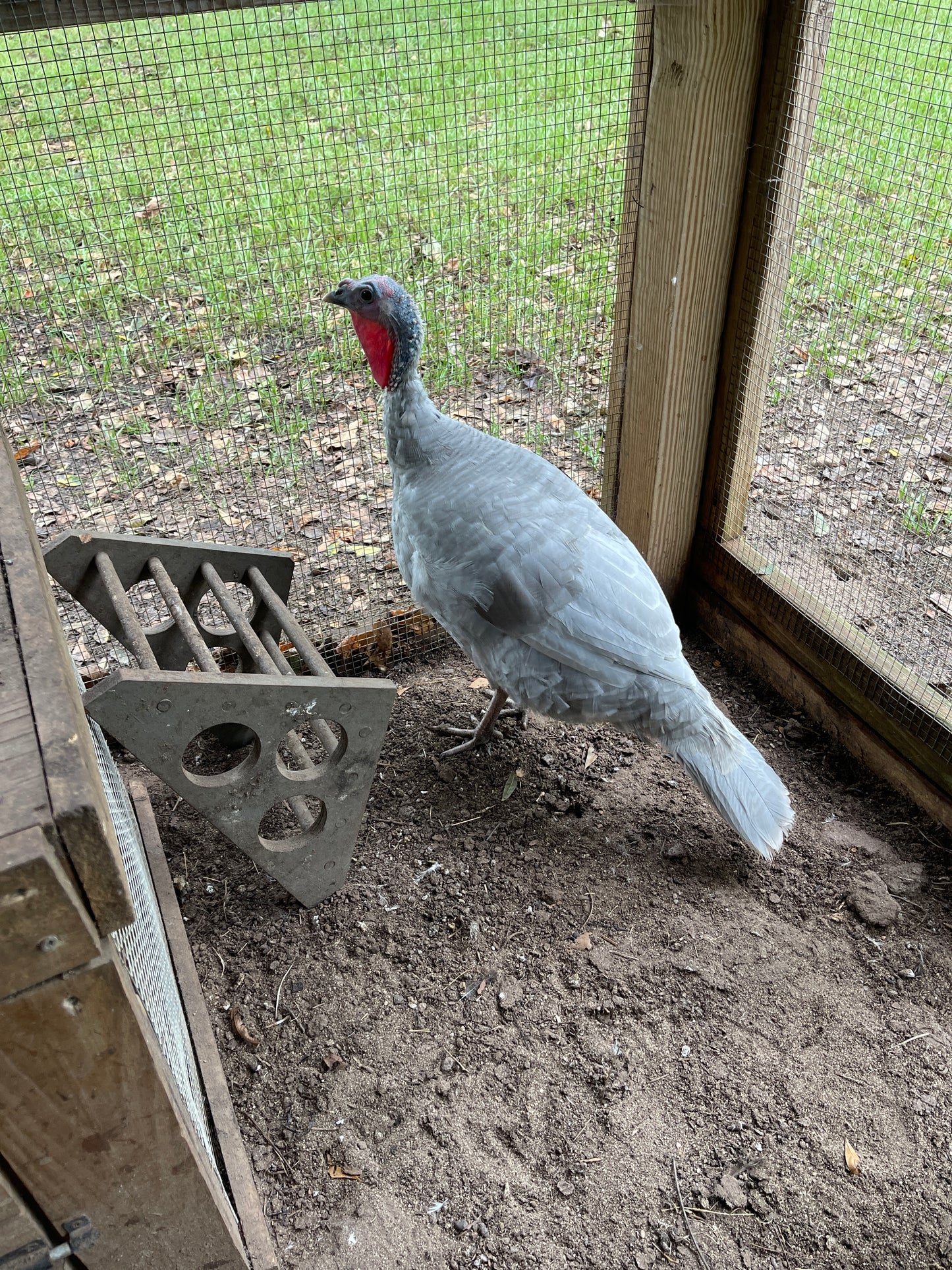 PREORDER AVAILABLE NOW Royal Palm Heritage Turkey Hatching Eggs (with chance of recessive slate) NPIP AI