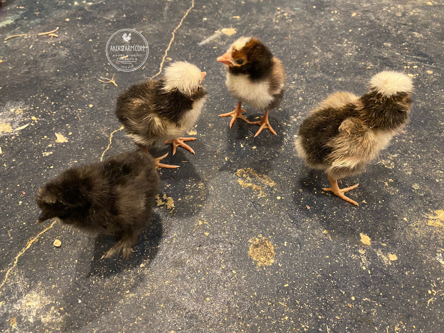 Tolbunt Polish Hatching Eggs