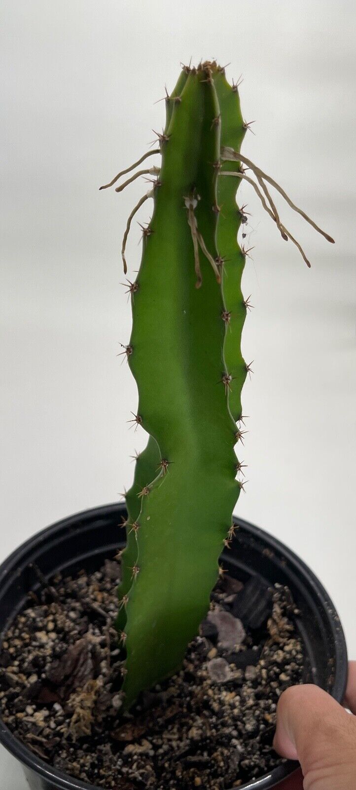 Selenicereus undatus white Dragonfruit Cactus