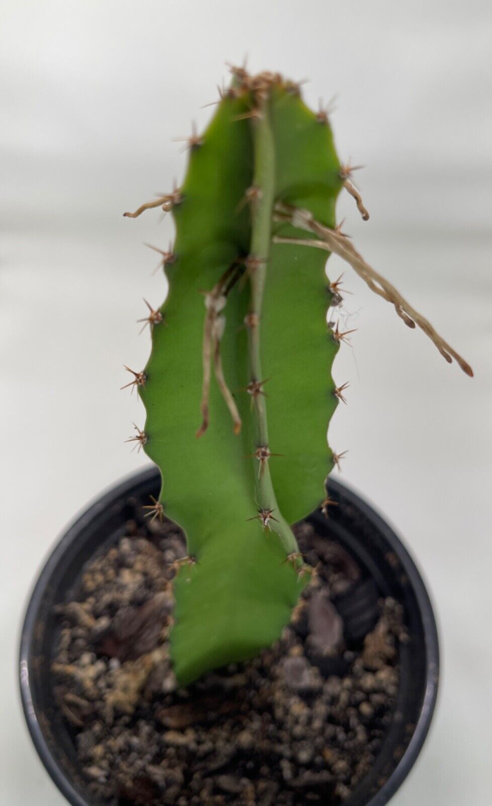 Selenicereus undatus white Dragonfruit Cactus