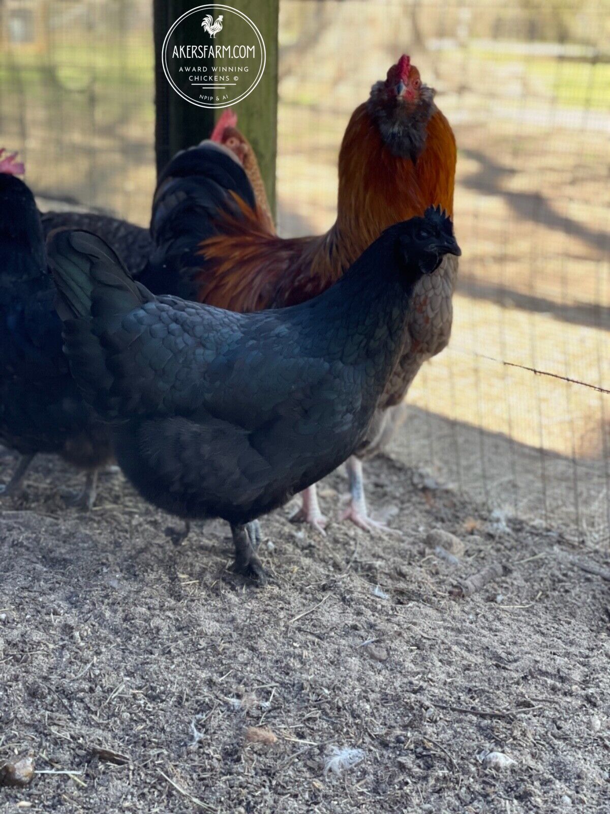 Olive Egger/Easter Egger Rare Breeds Mixed Chicken Hatching eggs NPIP AI