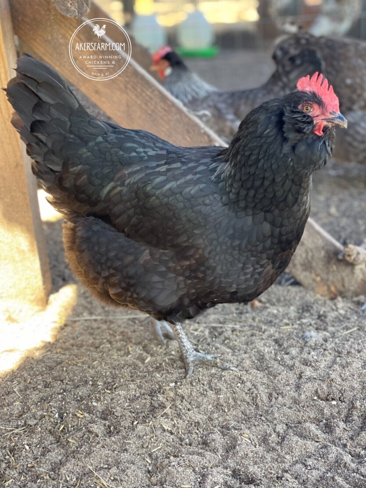 Olive Egger/Easter Egger Rare Breeds Mixed Chicken Hatching eggs NPIP AI