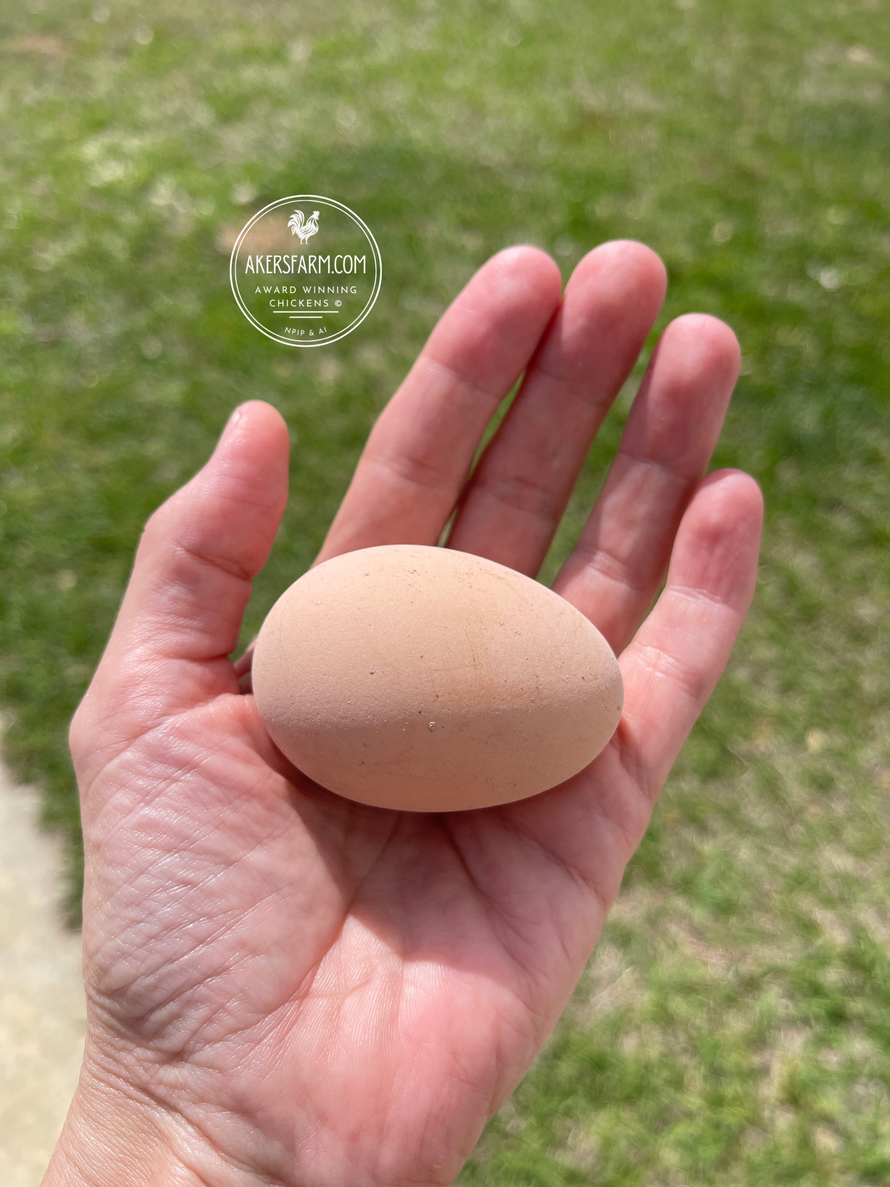 Blue/Black/Splash Partridge Brahma Hatching Eggs – Akers Farm