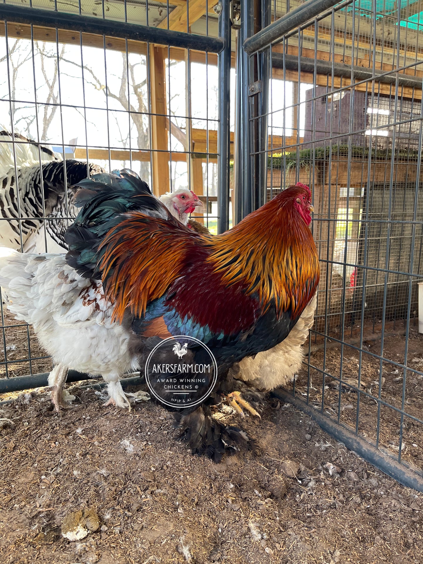 Blue/Black/Splash GOLD Partridge Brahma Hatching Eggs