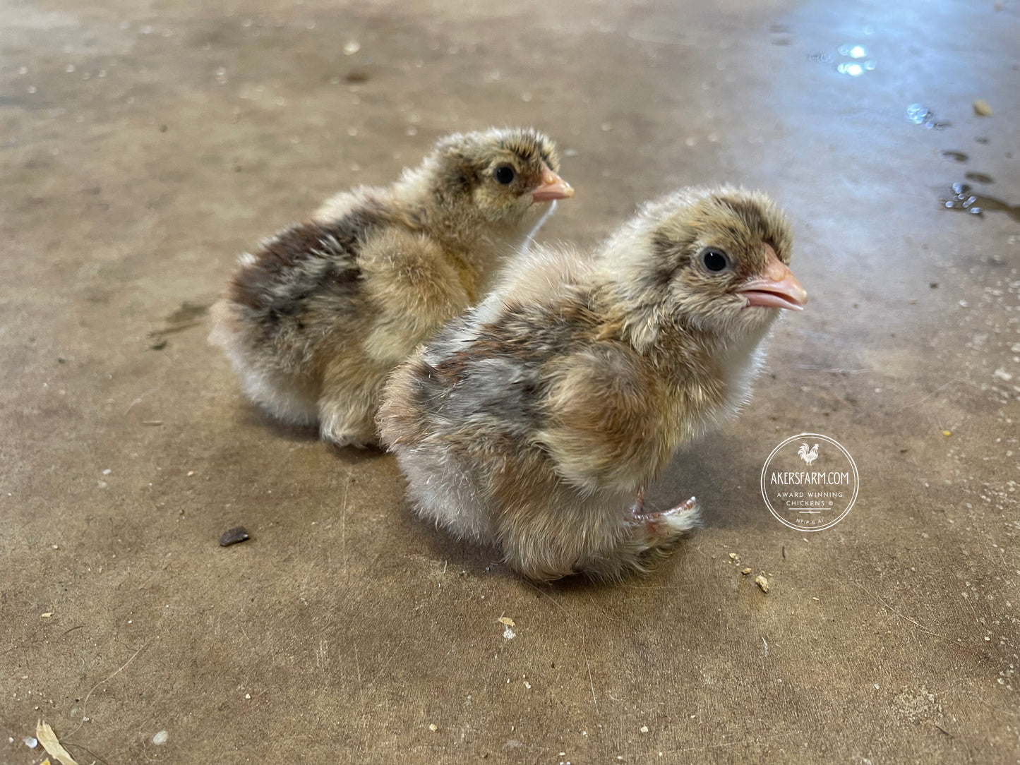 Blue/Black/Splash GOLD Partridge Brahma Hatching Eggs