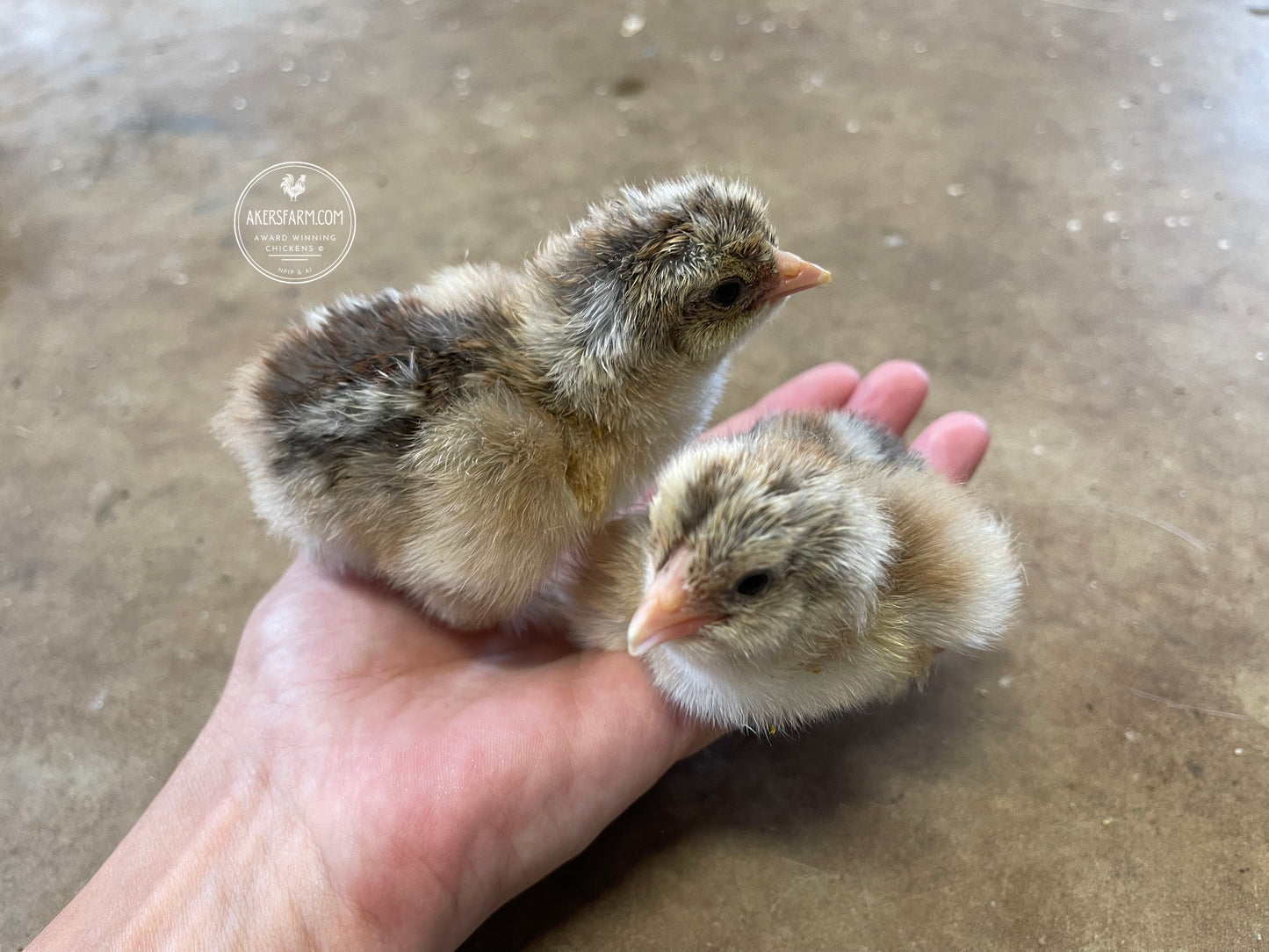 Blue/Black/Splash GOLD Partridge Brahma Hatching Eggs