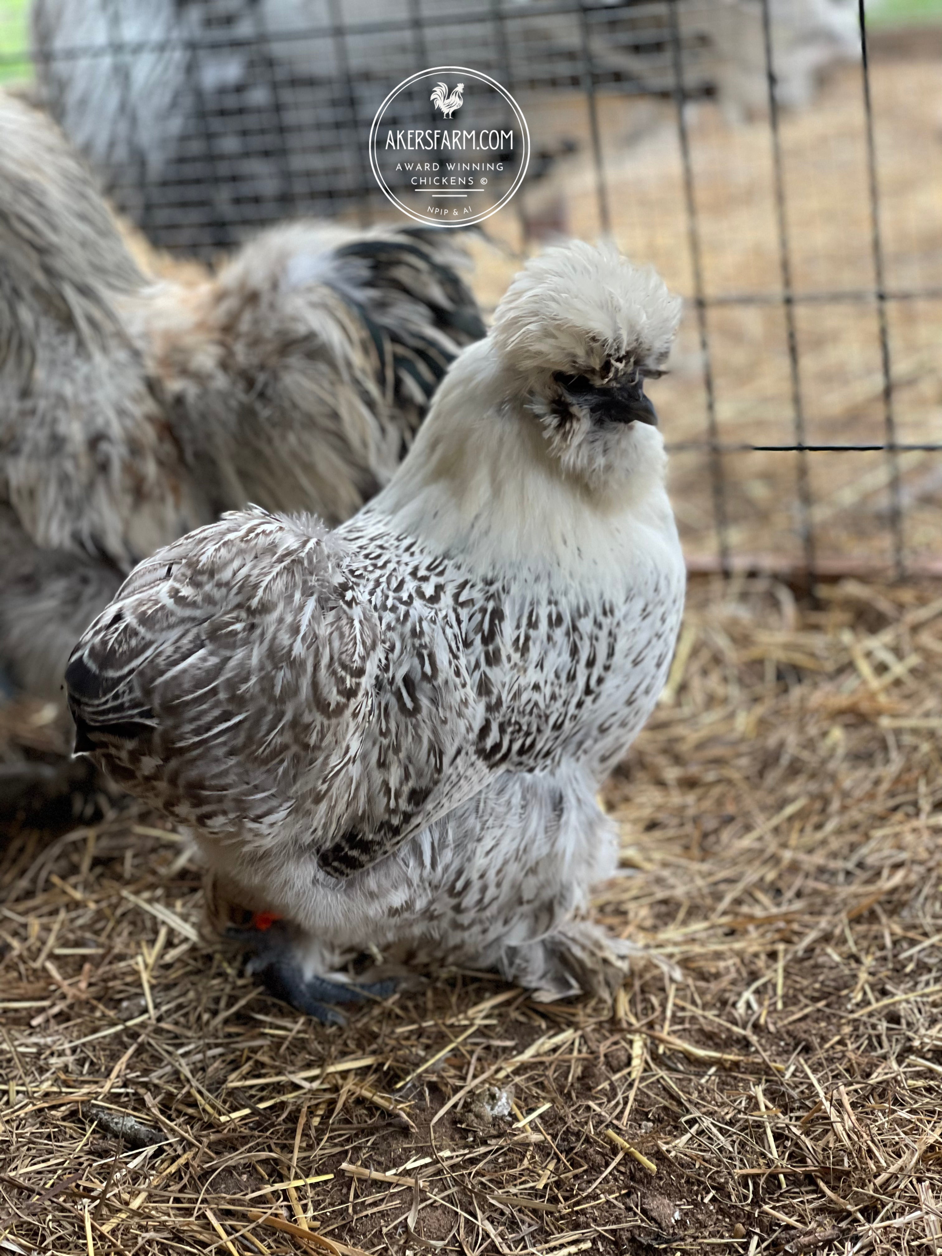 Siver Pencil Laced Silkiesatinfrizzle Npip And Ai Akers Farm