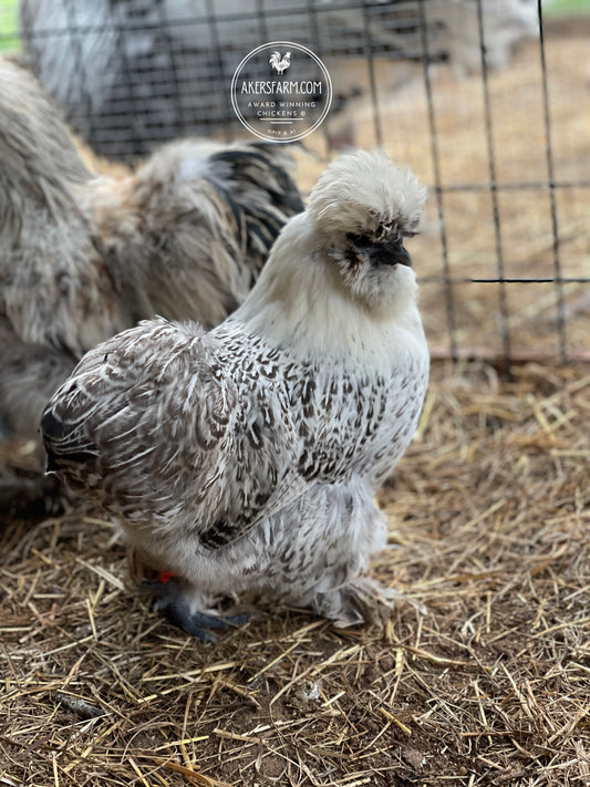 Siver pencil laced Silkie/Satin/Frizzle NPIP & AI