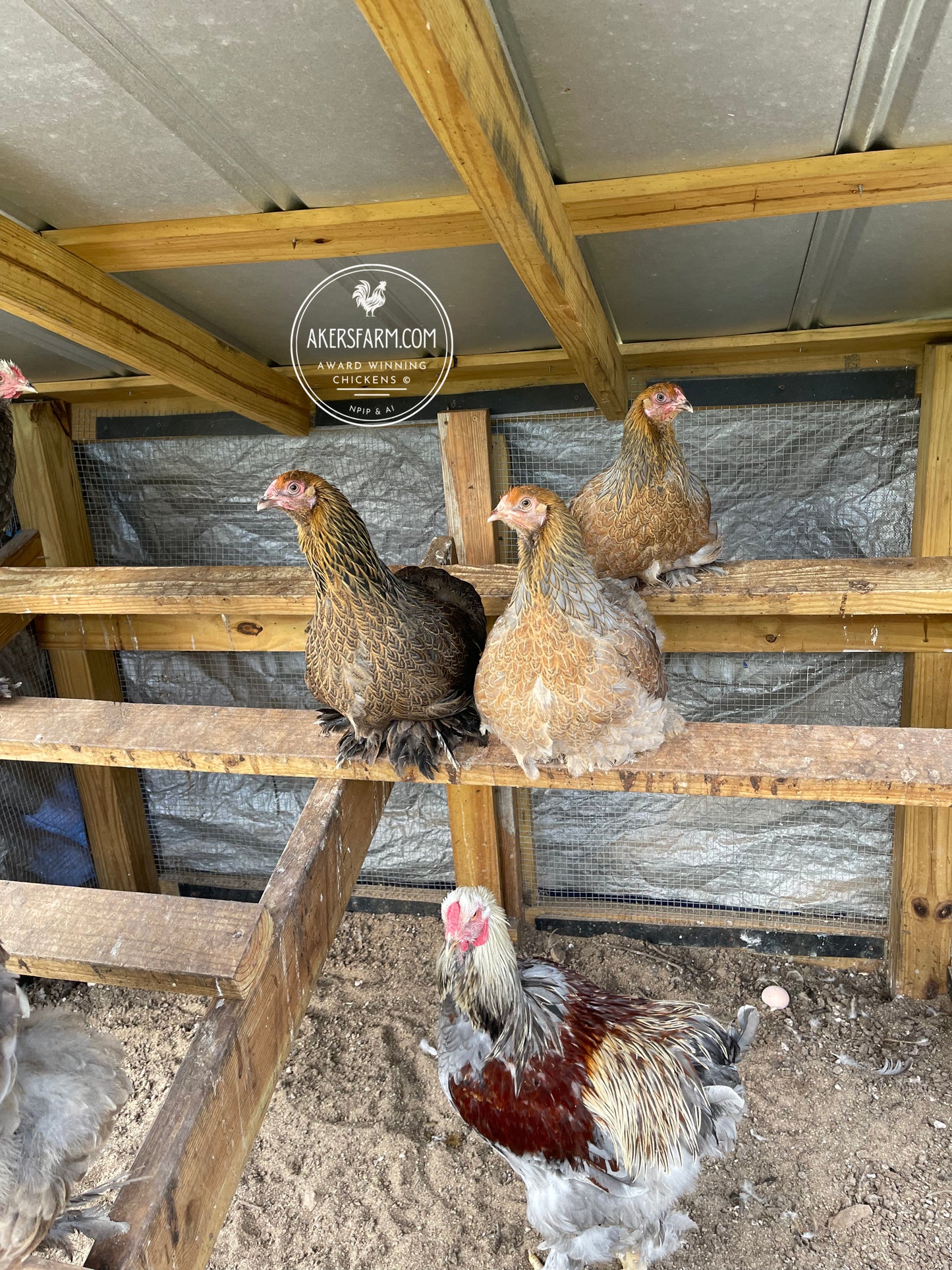 Blue/Black/Splash GOLD Partridge Brahma Hatching Eggs