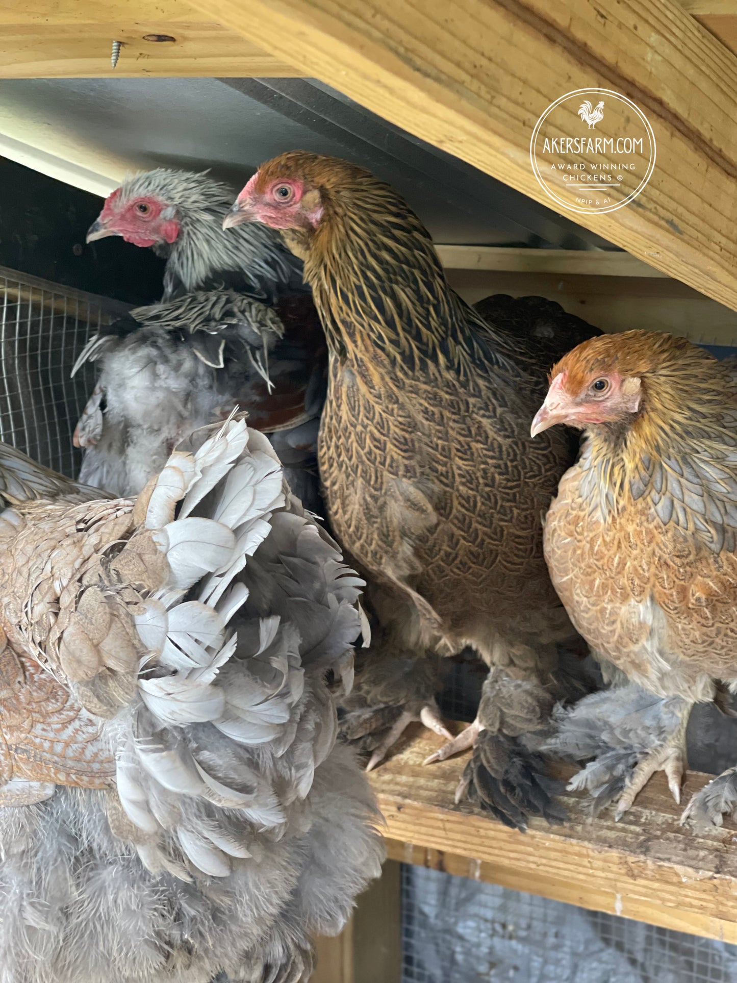 Blue/Black/Splash GOLD Partridge Brahma Hatching Eggs