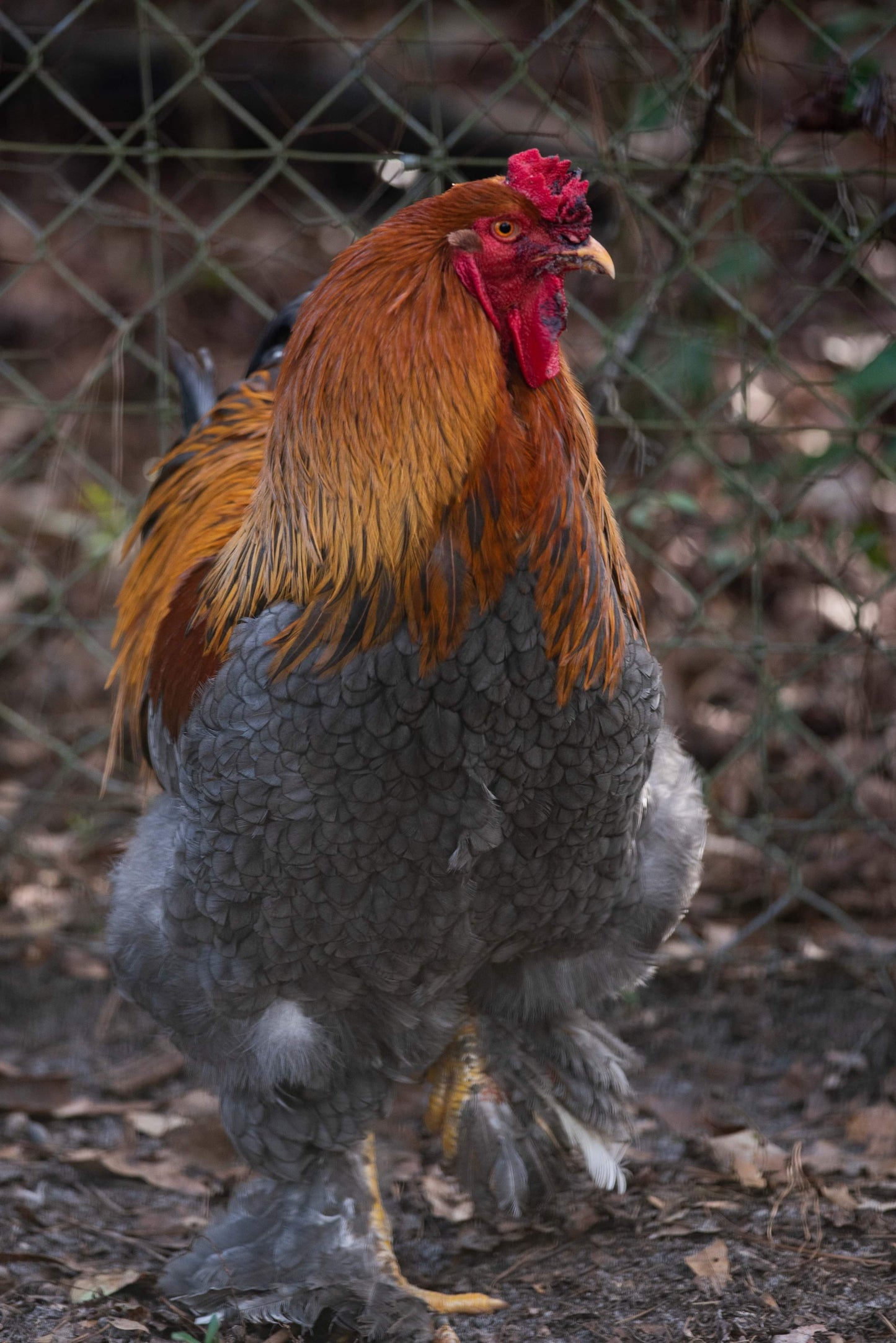 Blue/Black/Splash GOLD Partridge Brahma Hatching Eggs