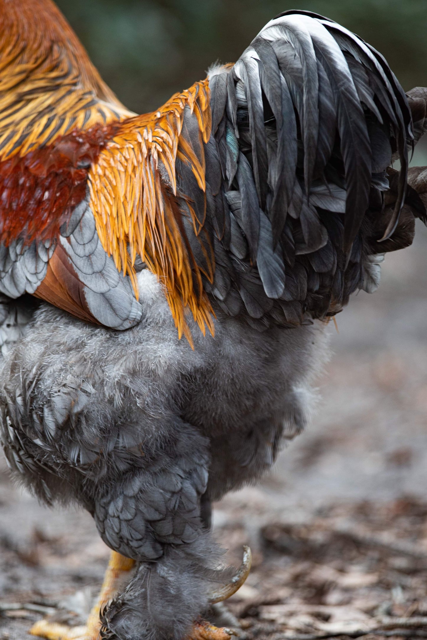Blue/Black/Splash GOLD Partridge Brahma Hatching Eggs