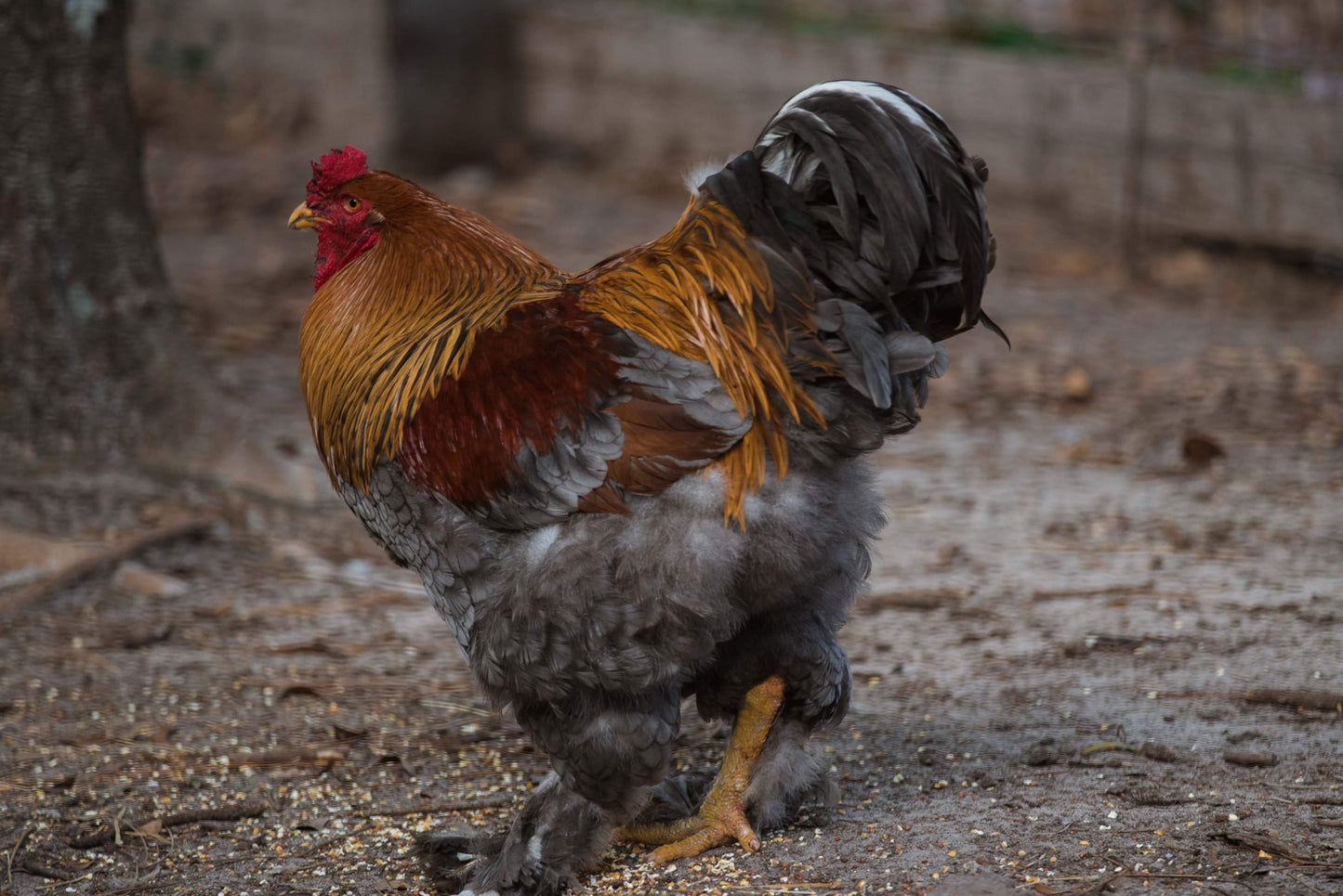 Blue/Black/Splash GOLD Partridge Brahma Hatching Eggs