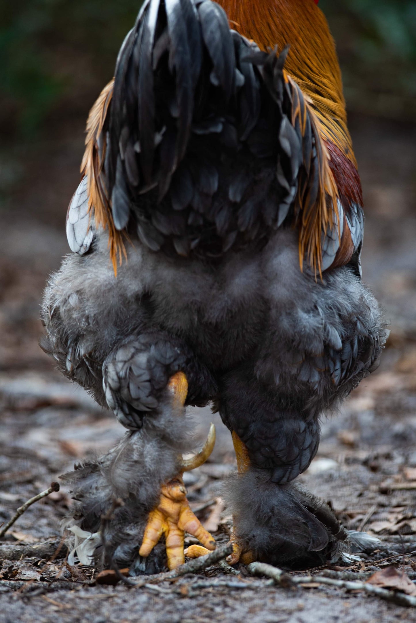 Blue/Black/Splash GOLD Partridge Brahma Hatching Eggs