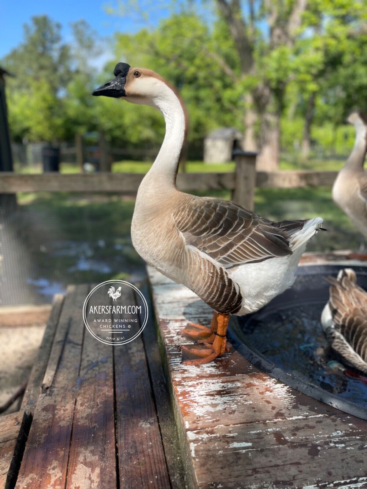 NOW AVAILABLE African Goose Hatching Eggs NPIP AI Breeder Quality