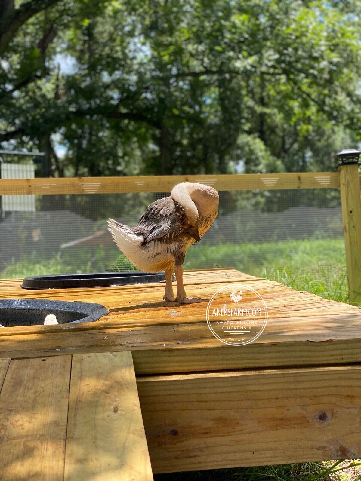 NOW AVAILABLE African Goose Hatching Eggs NPIP AI Breeder Quality